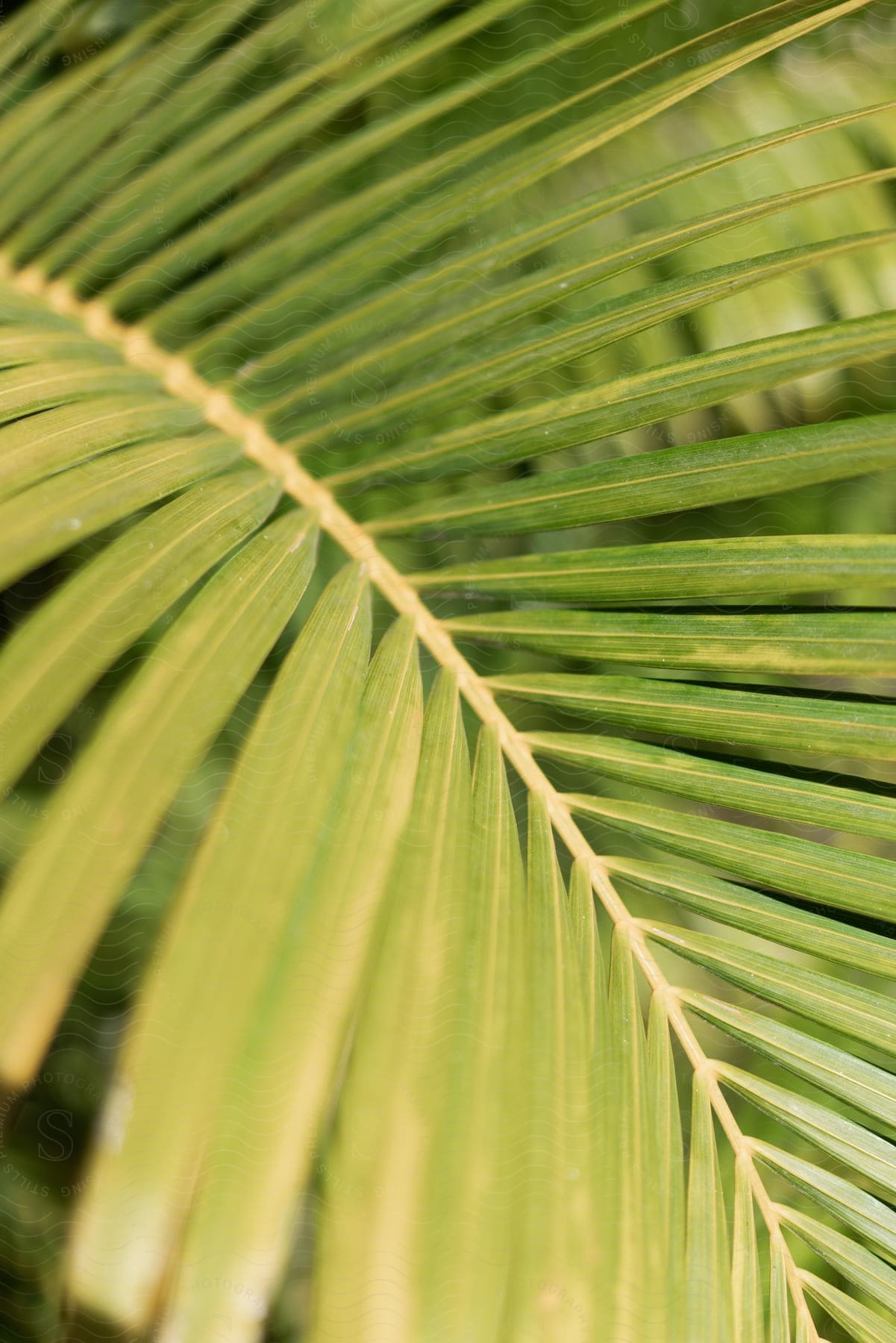 Sunlight shines on a tropical palm branch with leaves spread open