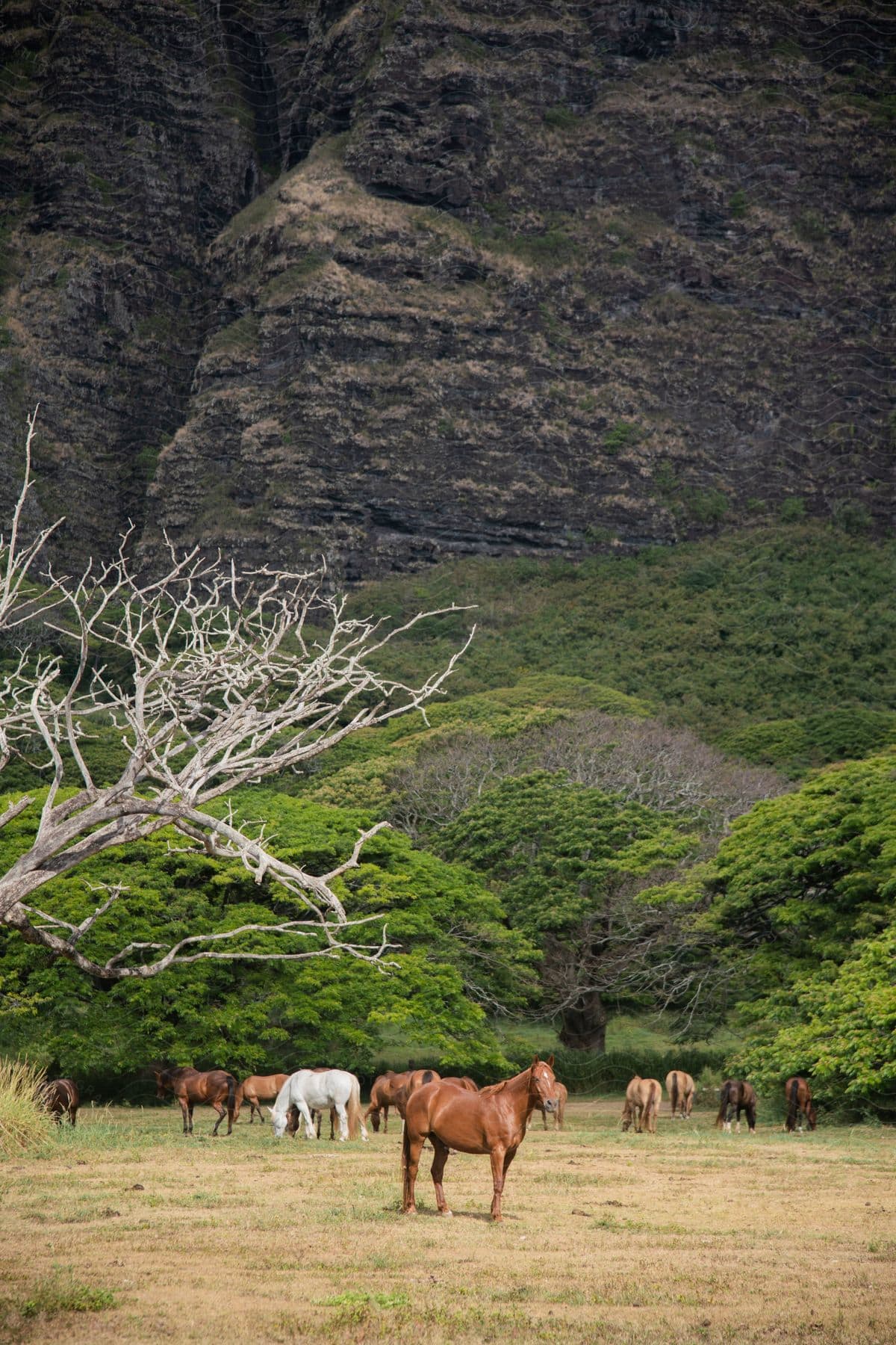 A large herd of horses grazing in a meadow near the mountains.