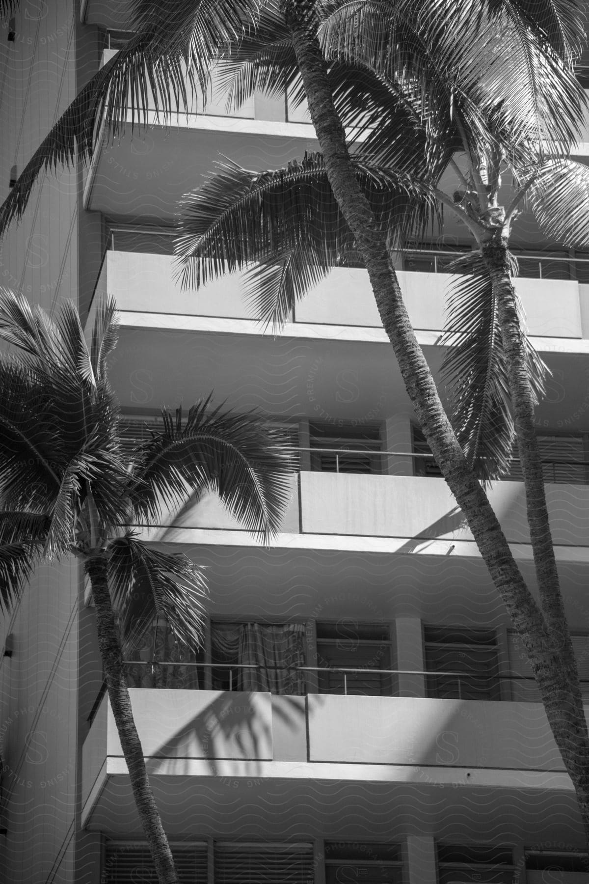 Palm trees cast shadows on exterior of Multilevel building with an outdoor balcony on each level in black and white