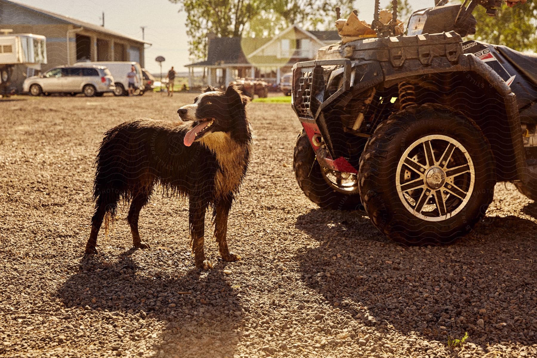 A dog standing outdoors on a sunny day after swimming