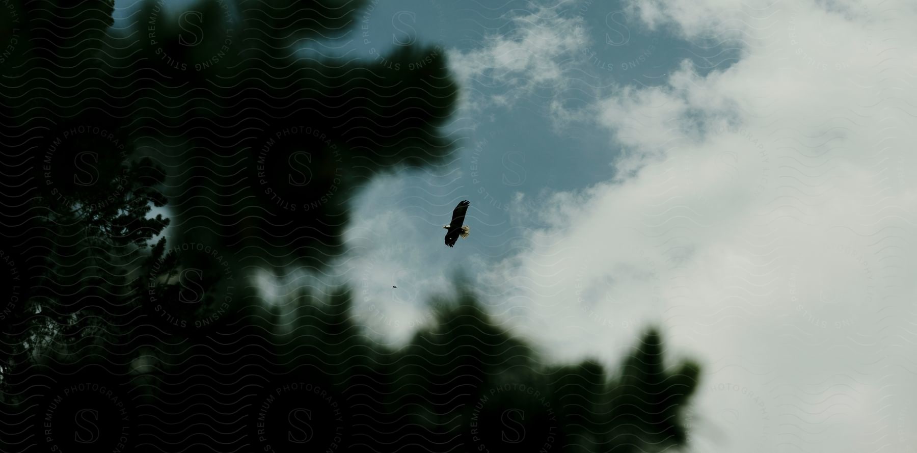 A large bird flying above some trees outdoors on a sunny day