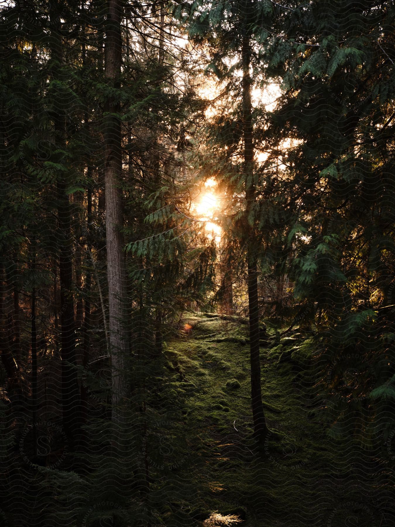 View inside a forest with a sunset on the horizon