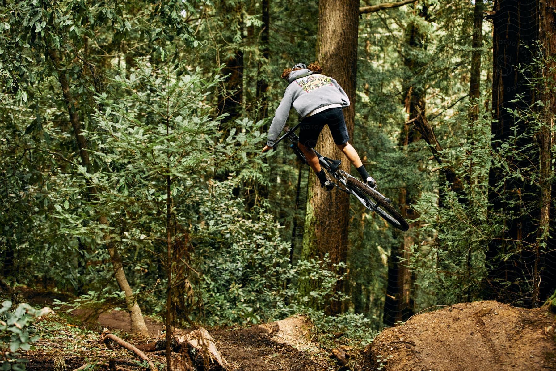 A mountain biker leaps over an embankment in an evergreen forest.
