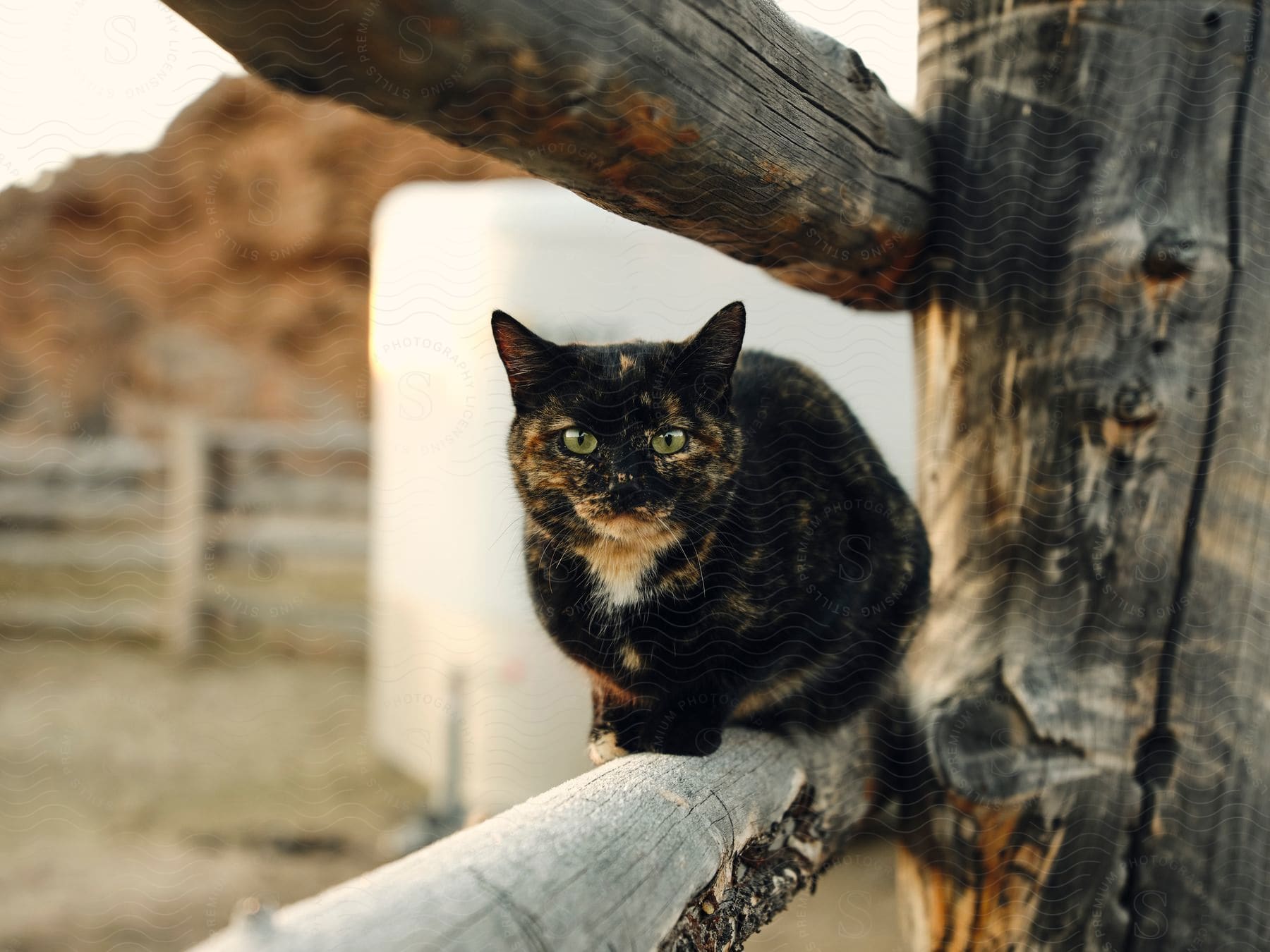 a black cat on a wooden fence