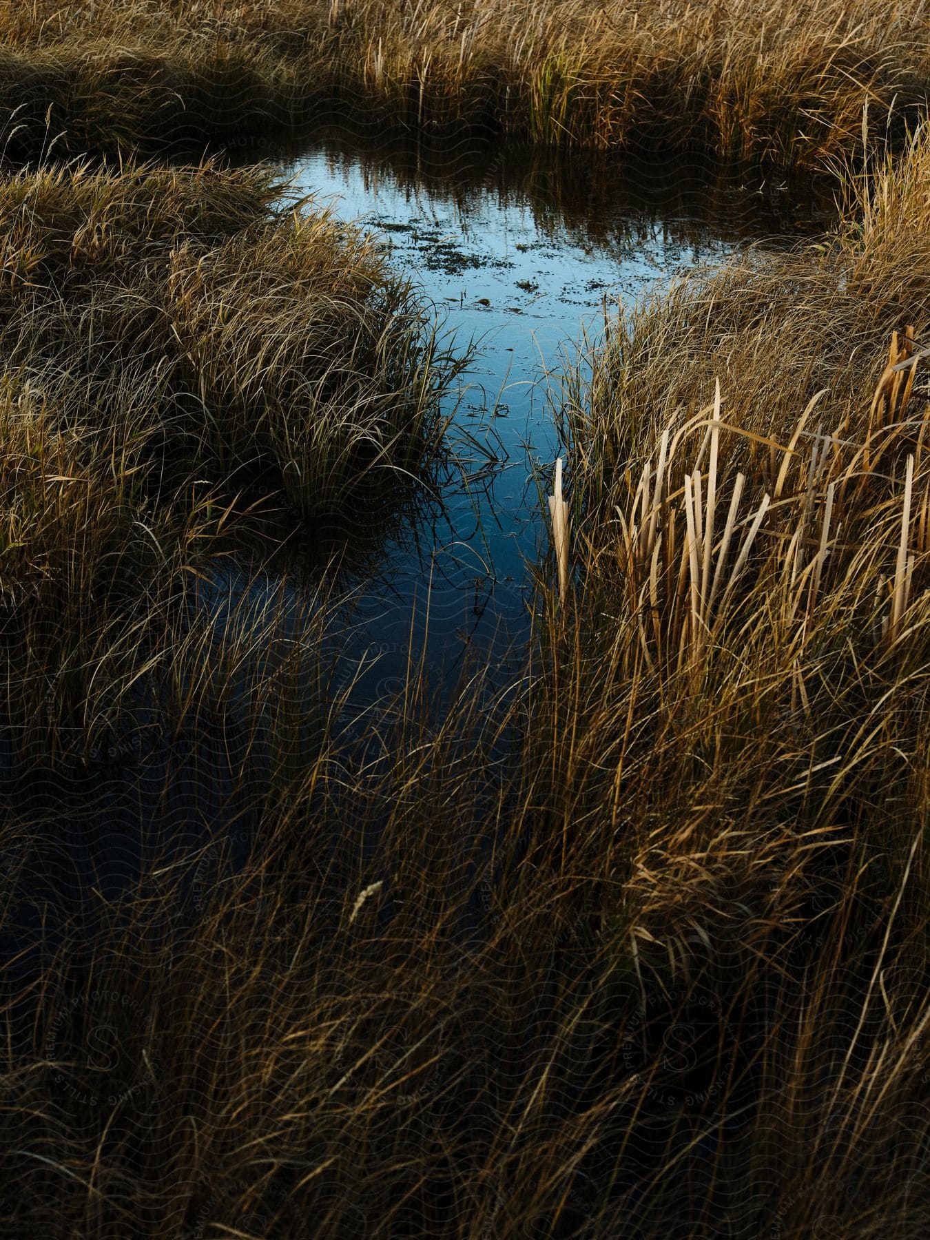 A view of a stream with some reeds next to it