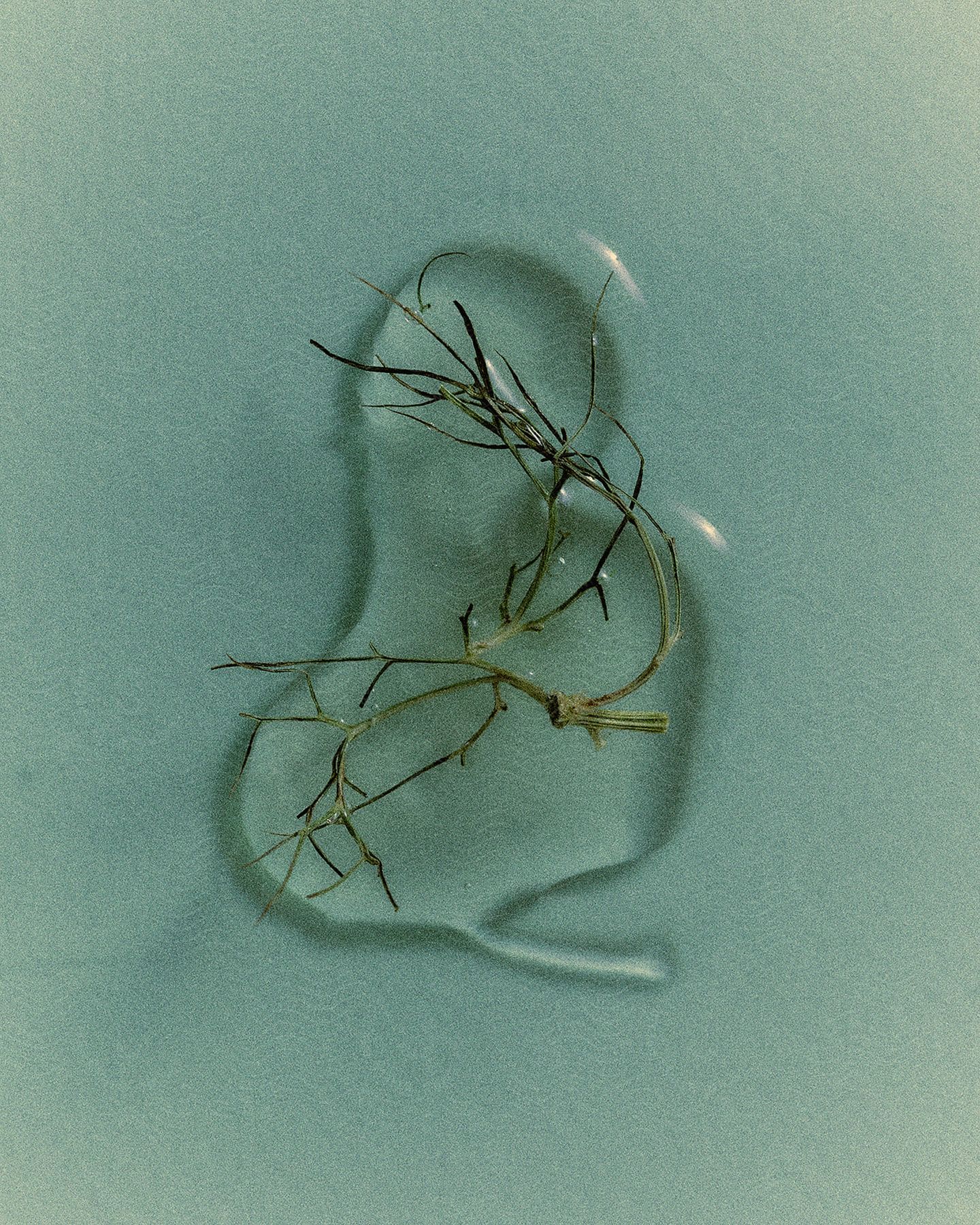 A delicate plant with slender branches is partially submerged in water, creating a soft, abstract reflection.