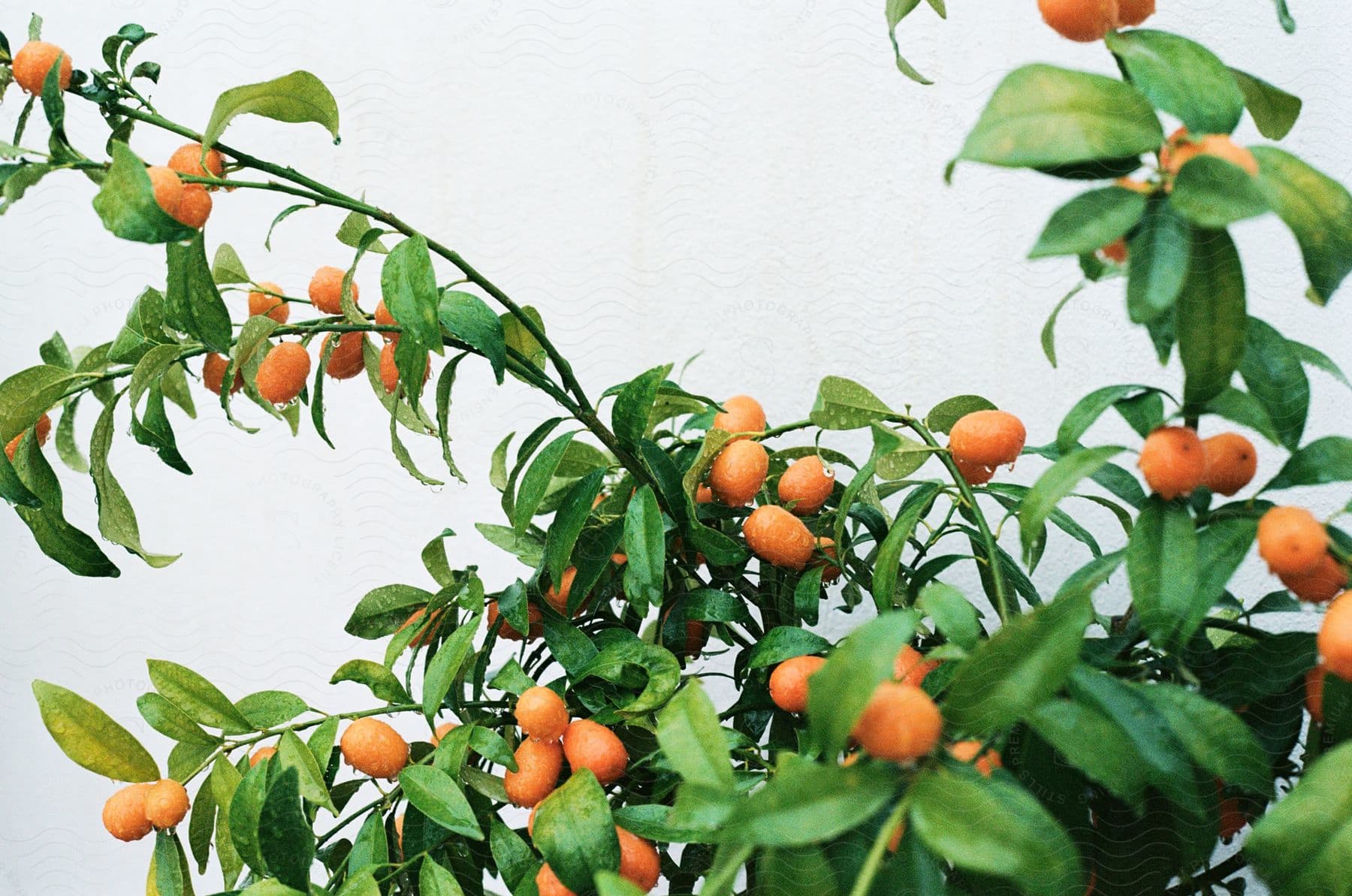 A tree with orange fruits at the base.