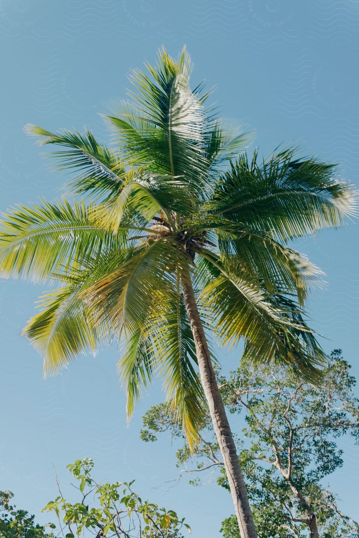 a tall palm tree in the forest