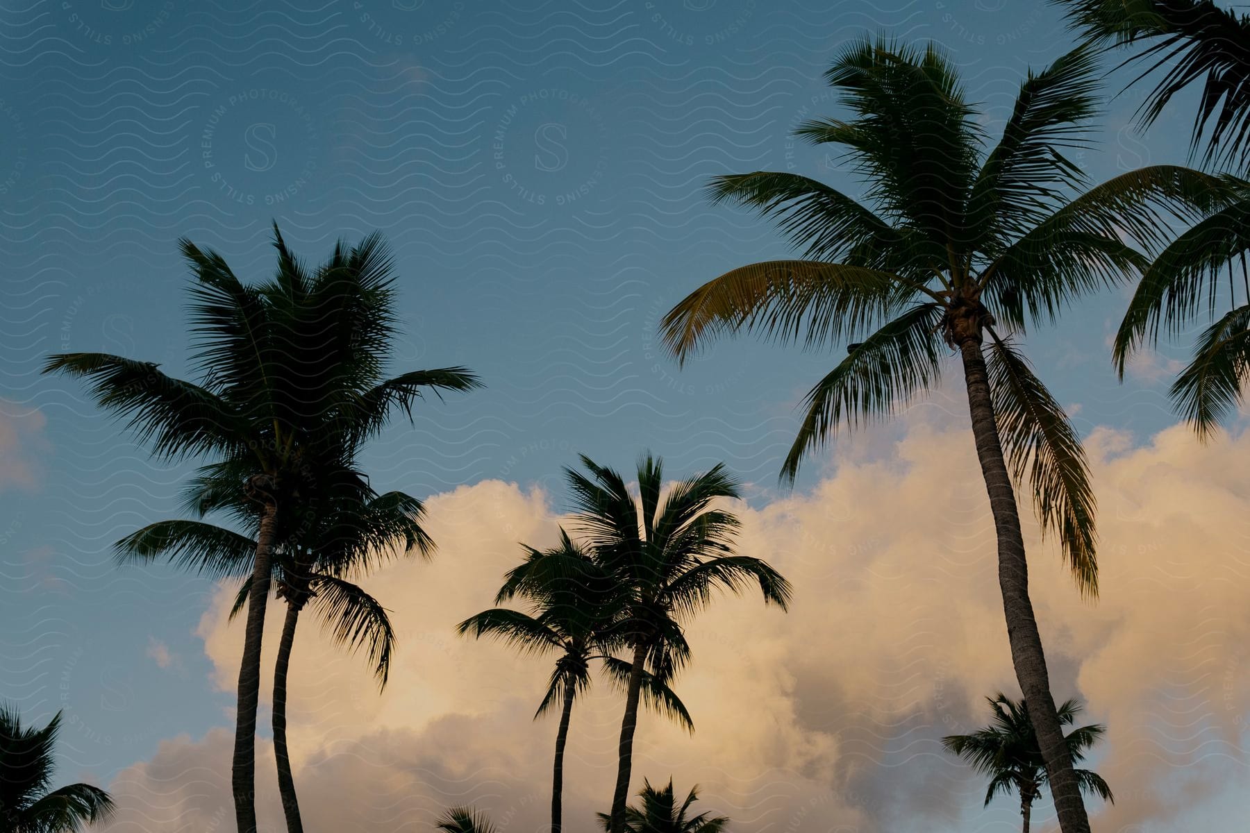 Natural landscape with coconut trees in a morning blue sky and clouds