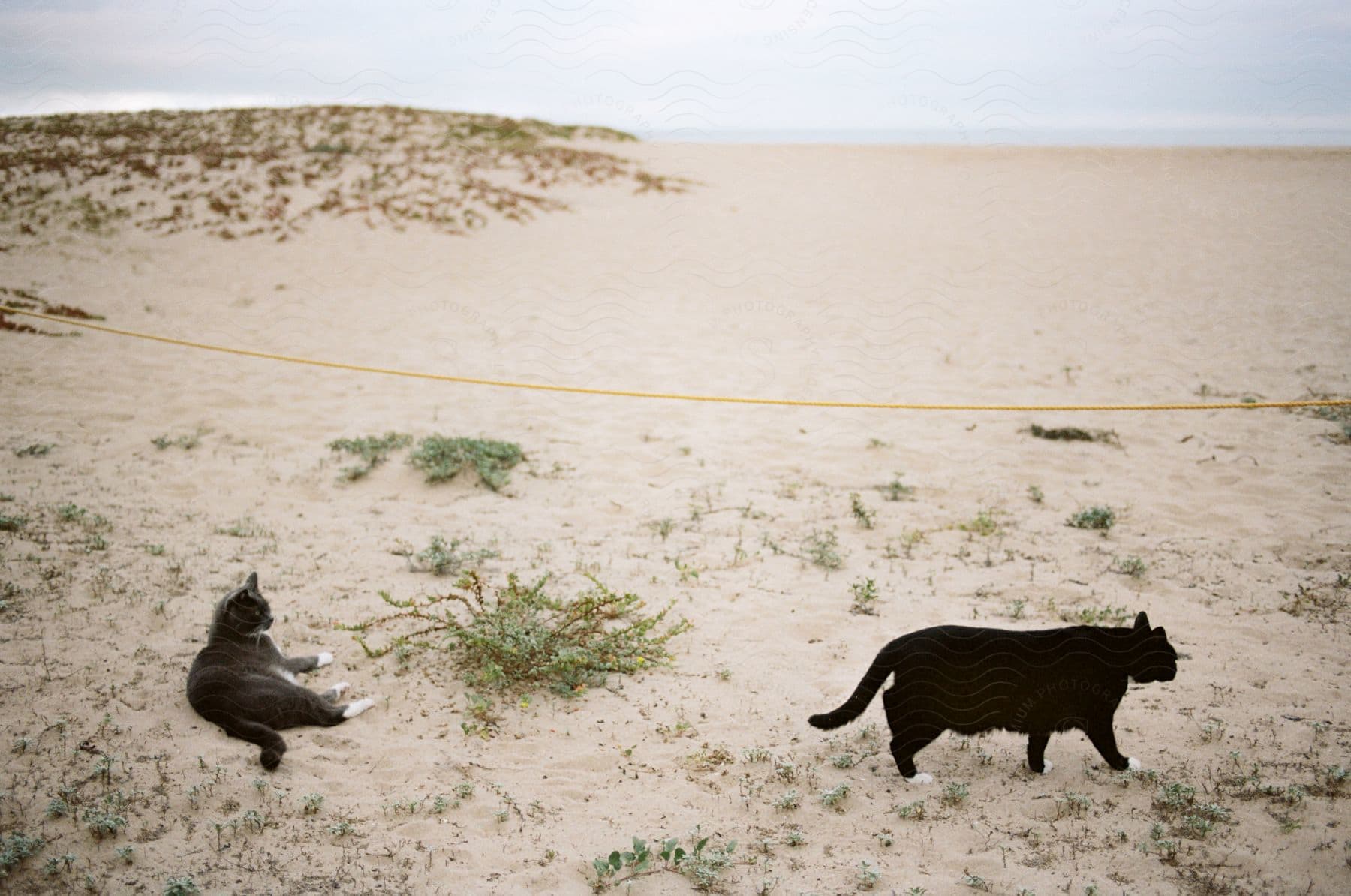 Two cats on a beach, one walking around and the other lying on its side on the sand.