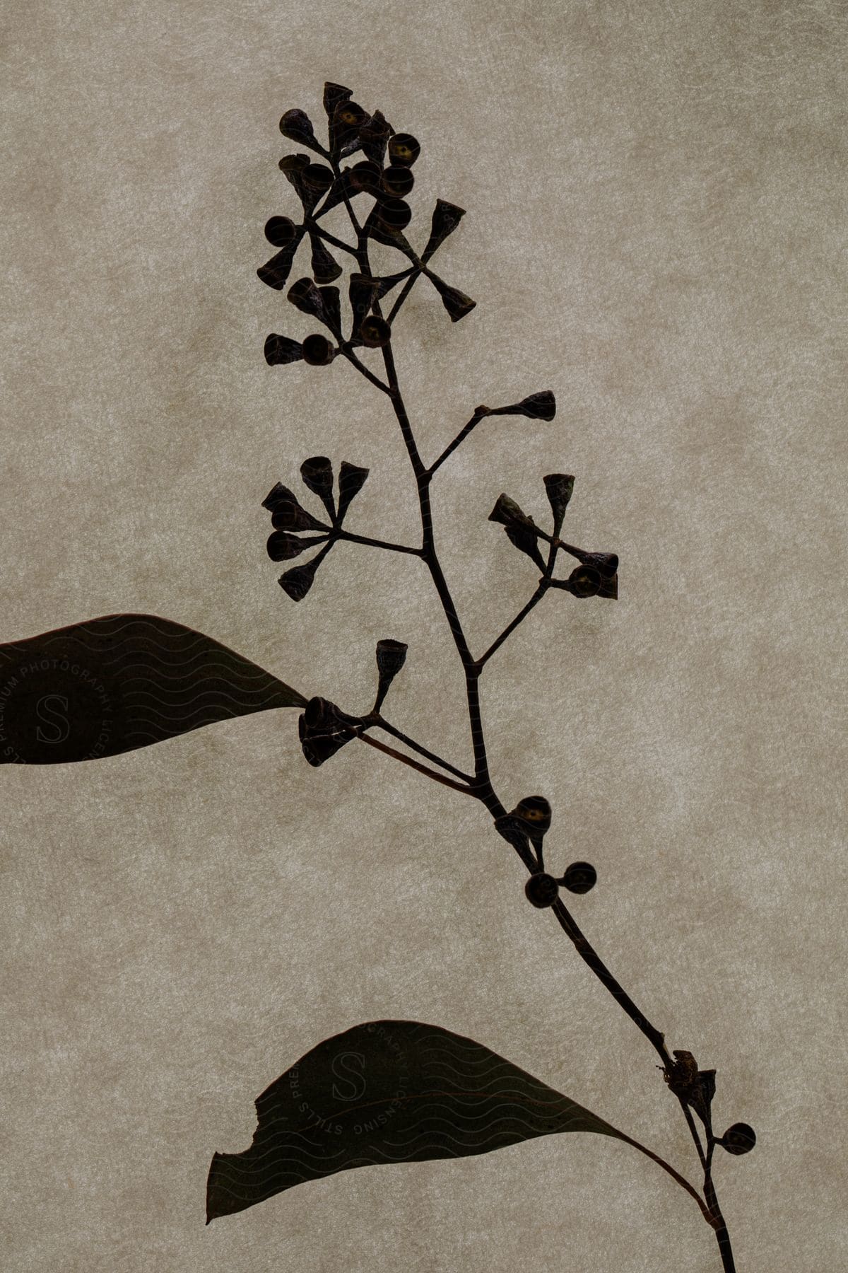 A Black Floral Stem Leaves And Berries On Parchment Canvas