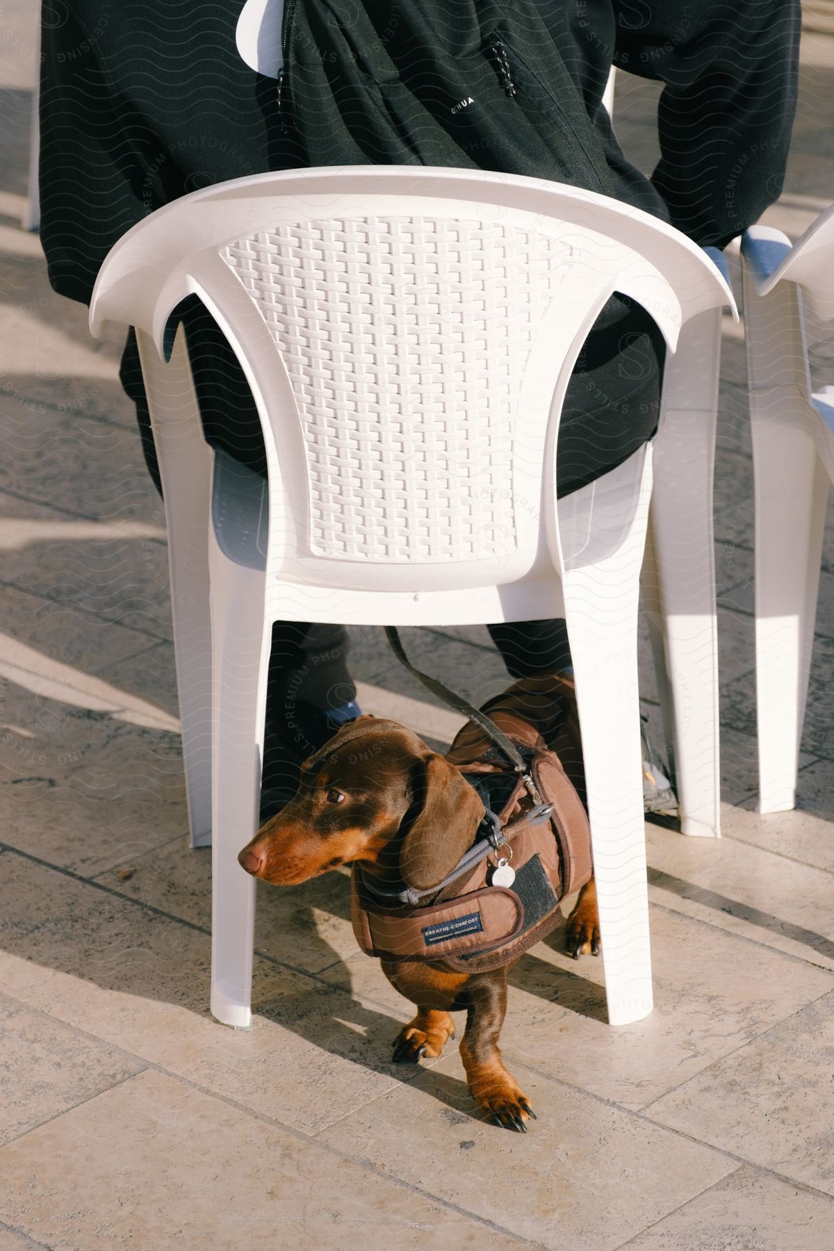 A small dog in a harness waits under a white chair while its person, wearing a jacket, sits on a street.