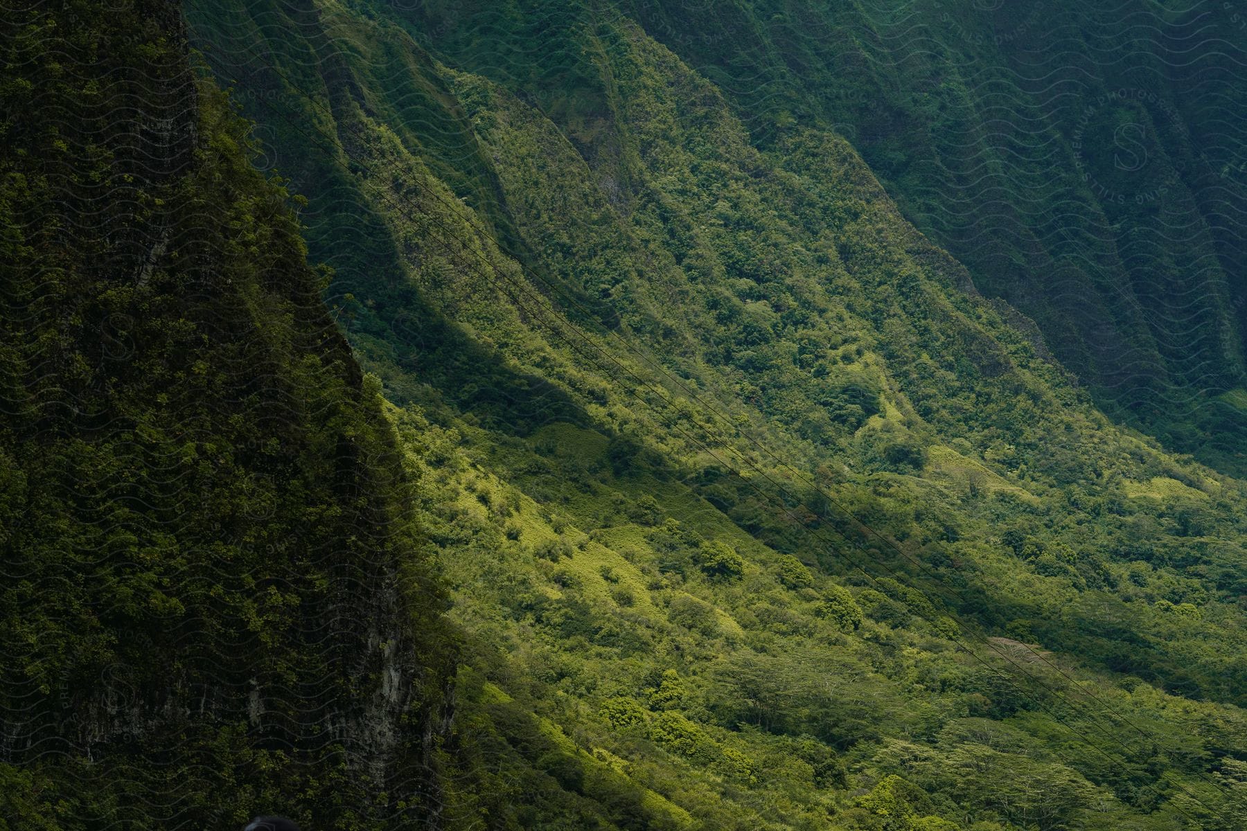 Grass covered mountain slope with pants and vegetation