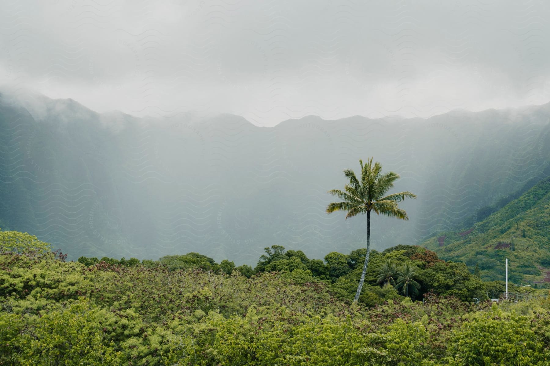 Misty palm tree sways in a green valley, framed by mountains and fluffy clouds.