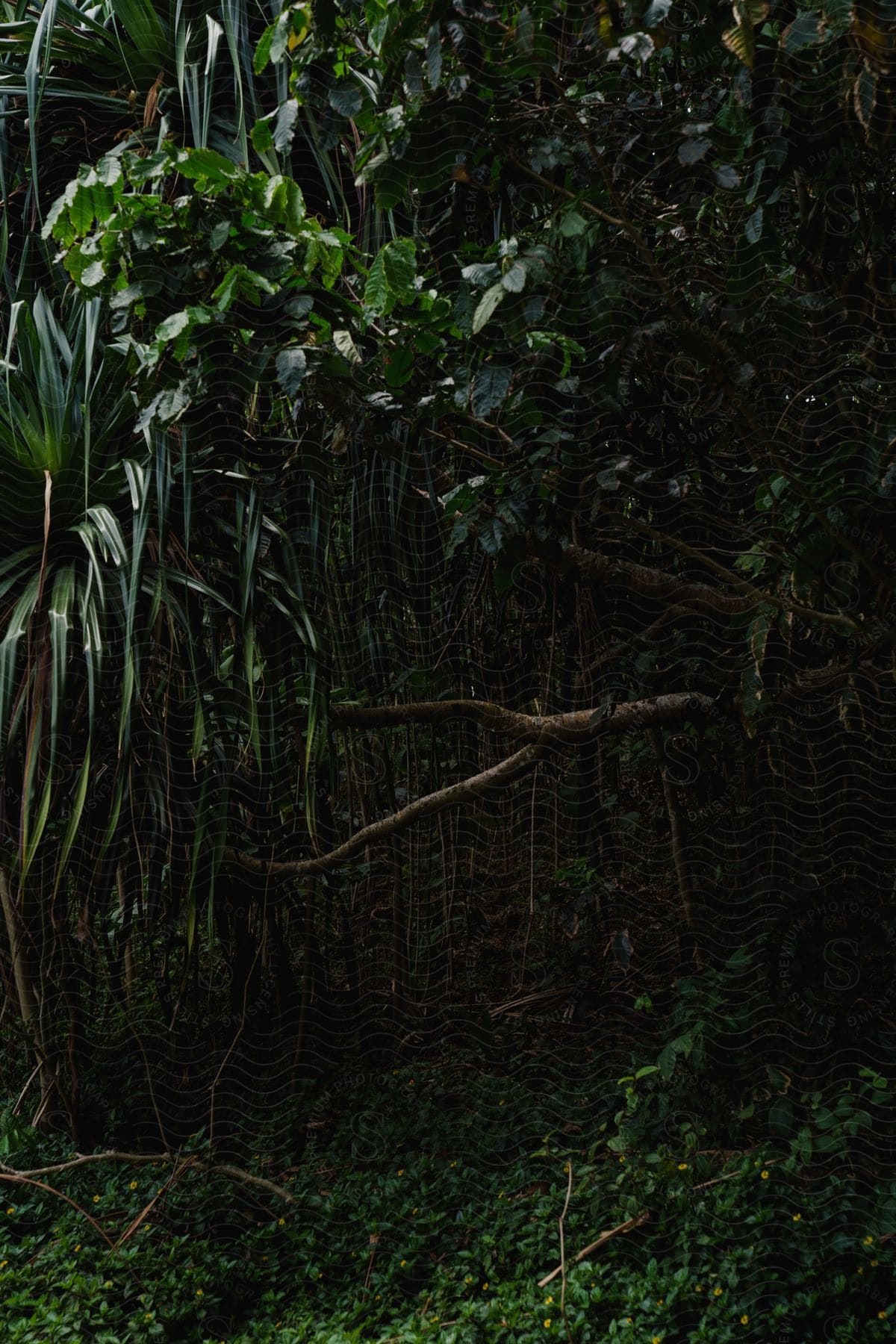 A tree with a branch full of green leaves and on the ground there is vegetation that is also all green