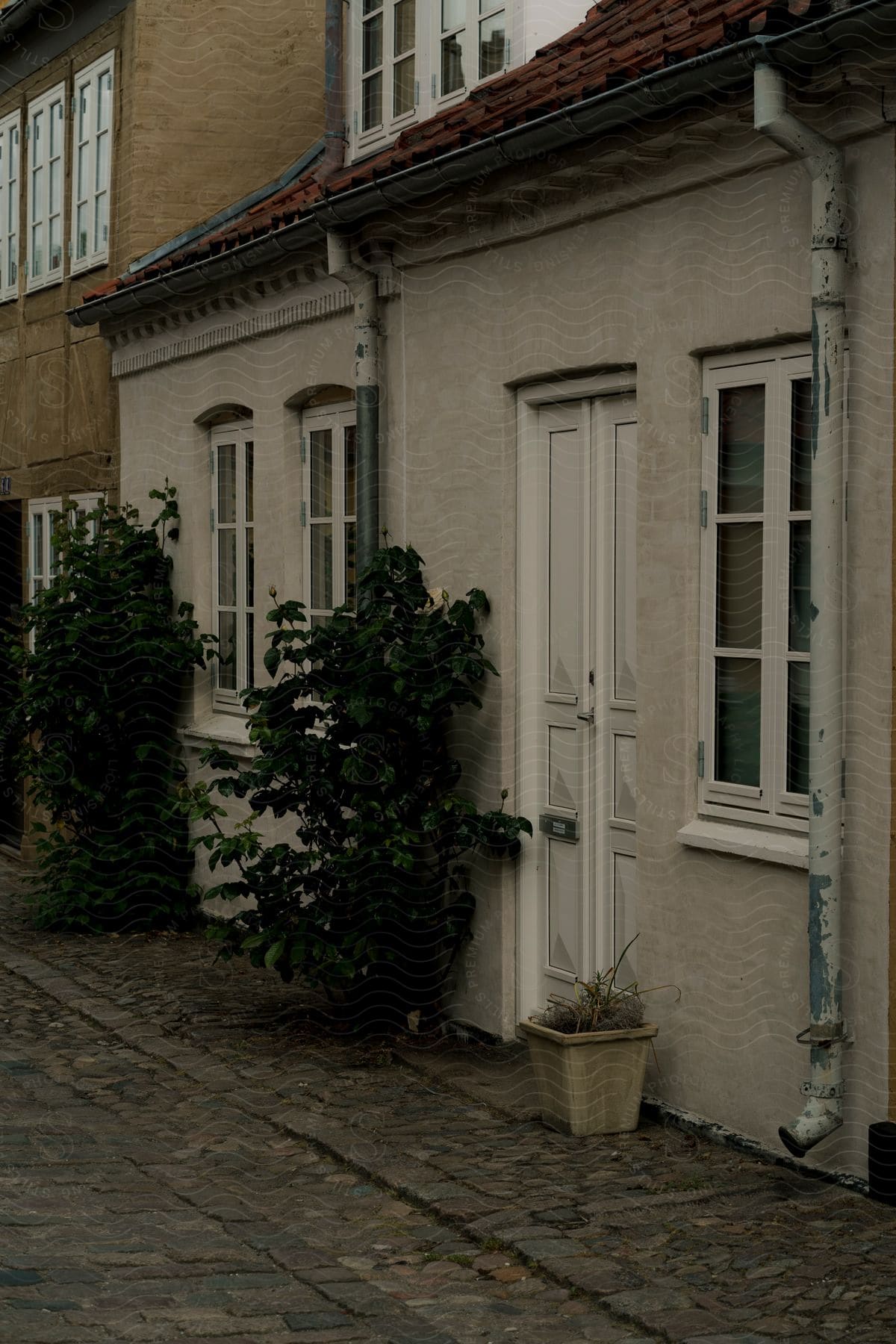 Cobblestone Street With Traditional Houses, Potted Plants, And Climbing Greenery On The Walls