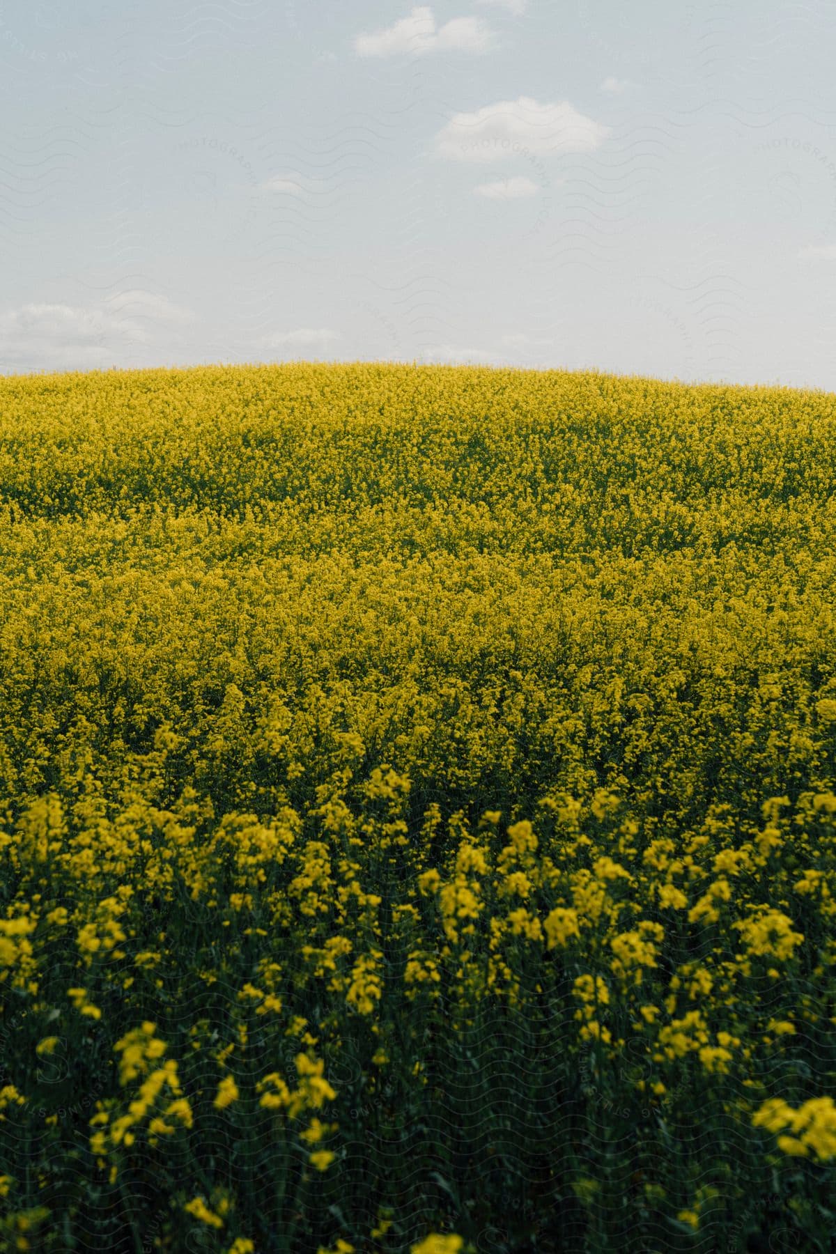A sea of yellow blooms dances under a bright blue sky with fluffy clouds.