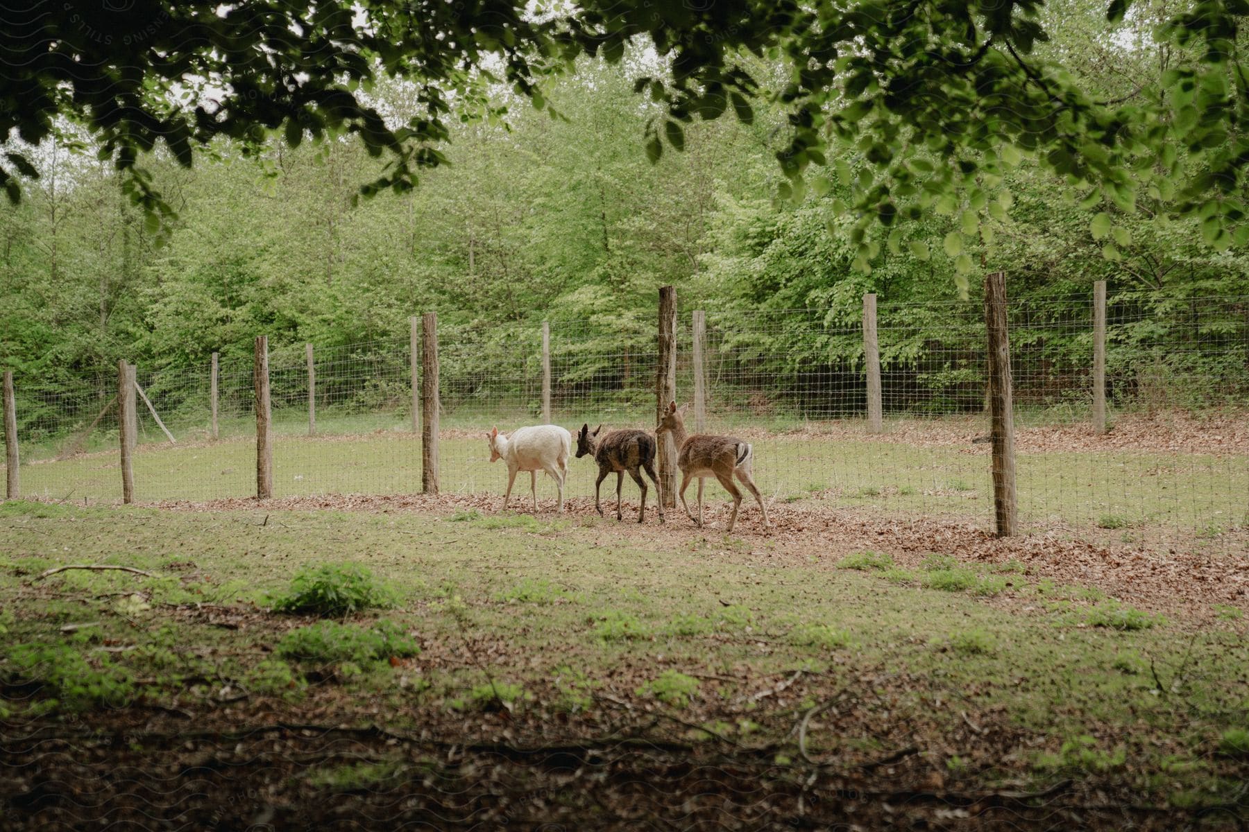 Three playful fawns explore a grassy path near a fence in their safe haven.