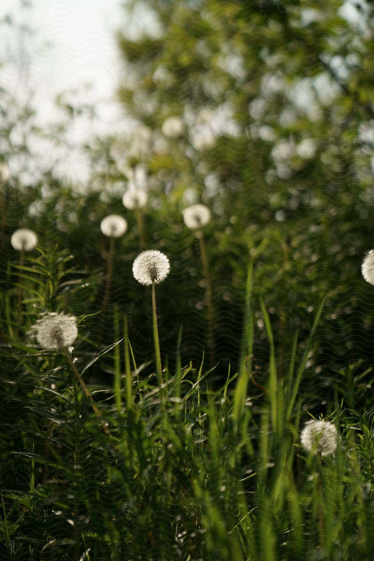 Dandelions are growing in a tall patch of green grass in a forested area.