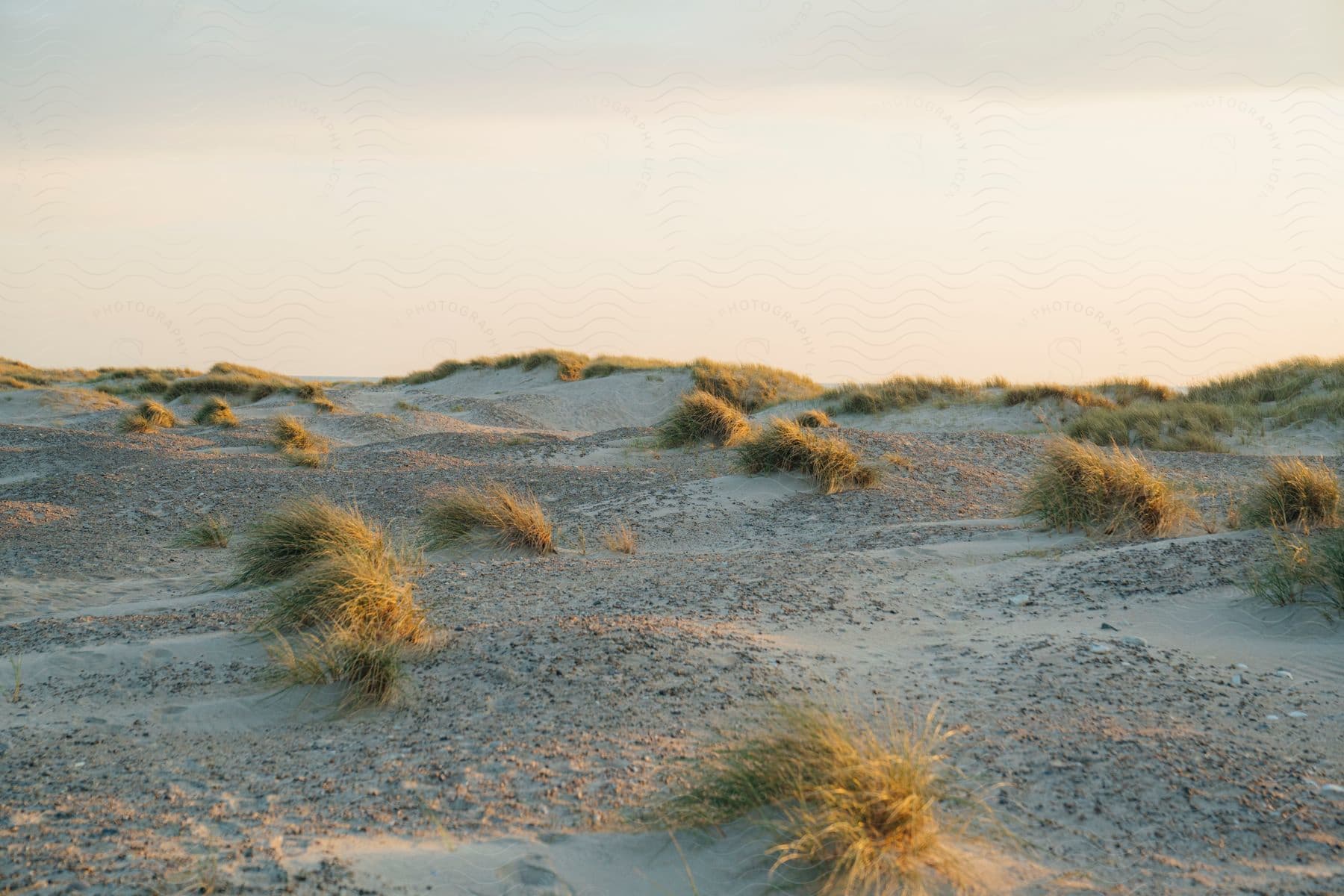 Small tufts of grass sit atop a sandy landscape under a cloudy daytime sky.