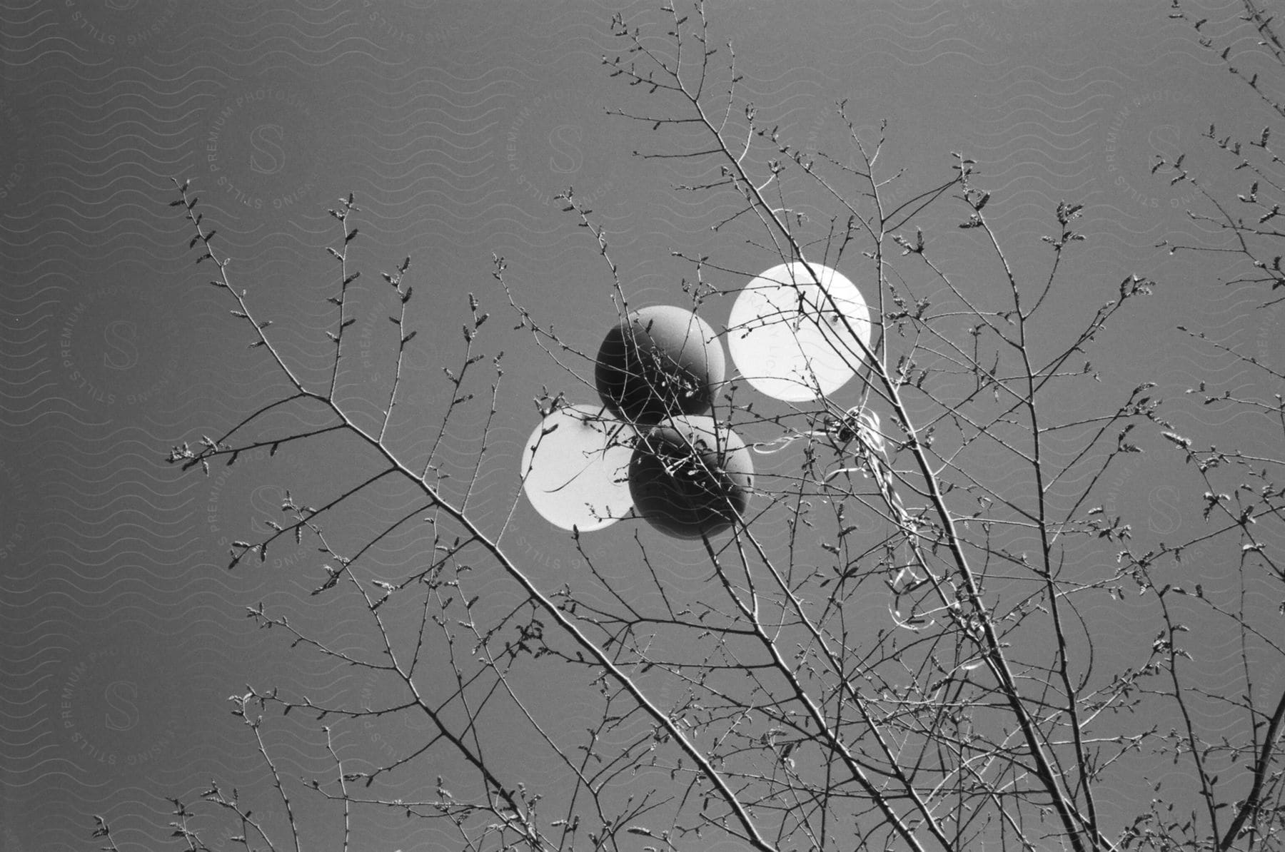 Four balloons caught on the branches of a tree with small buds