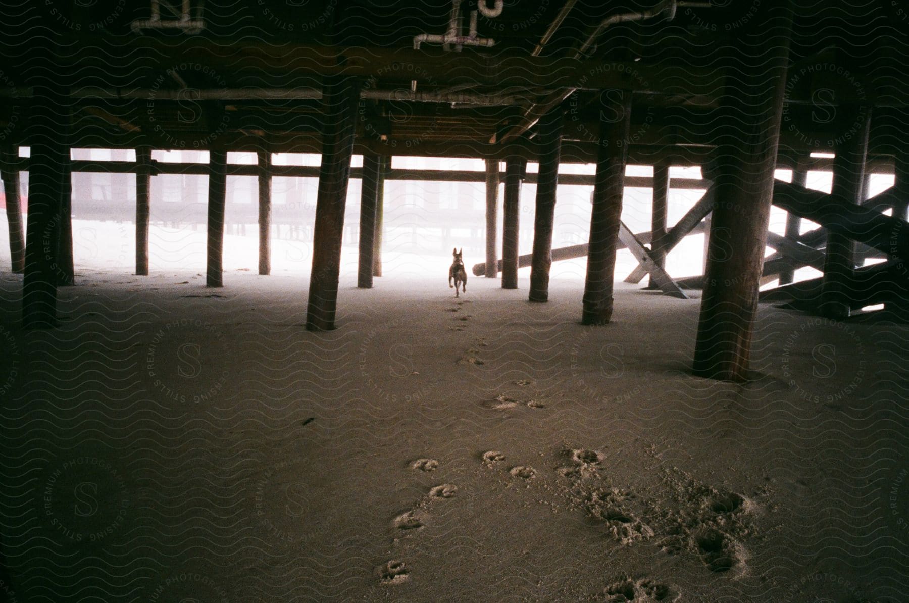 Dog running under a wooden pier on the beach sand