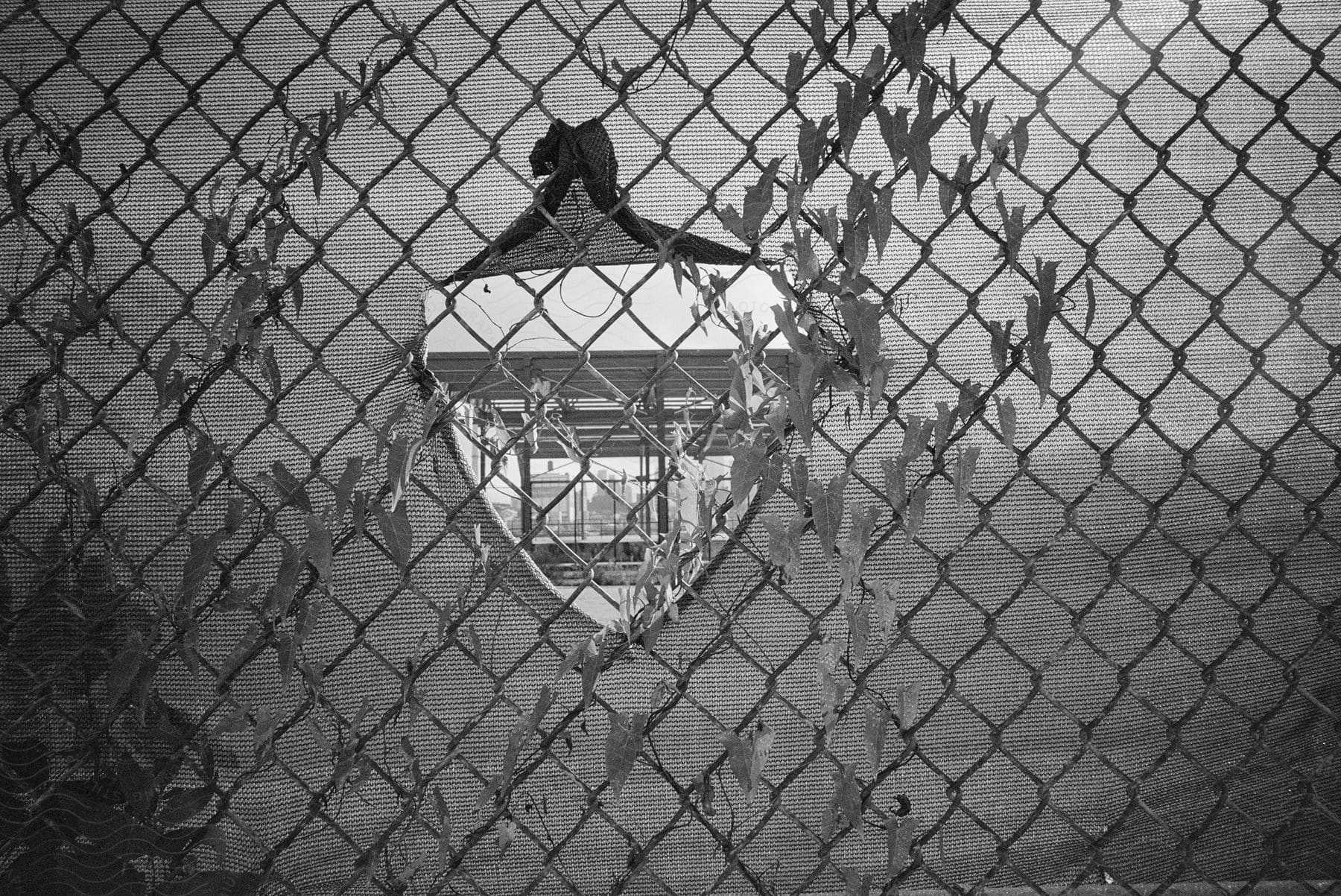 A hole in vine-covered fence with privacy cloth reveals hidden structure.