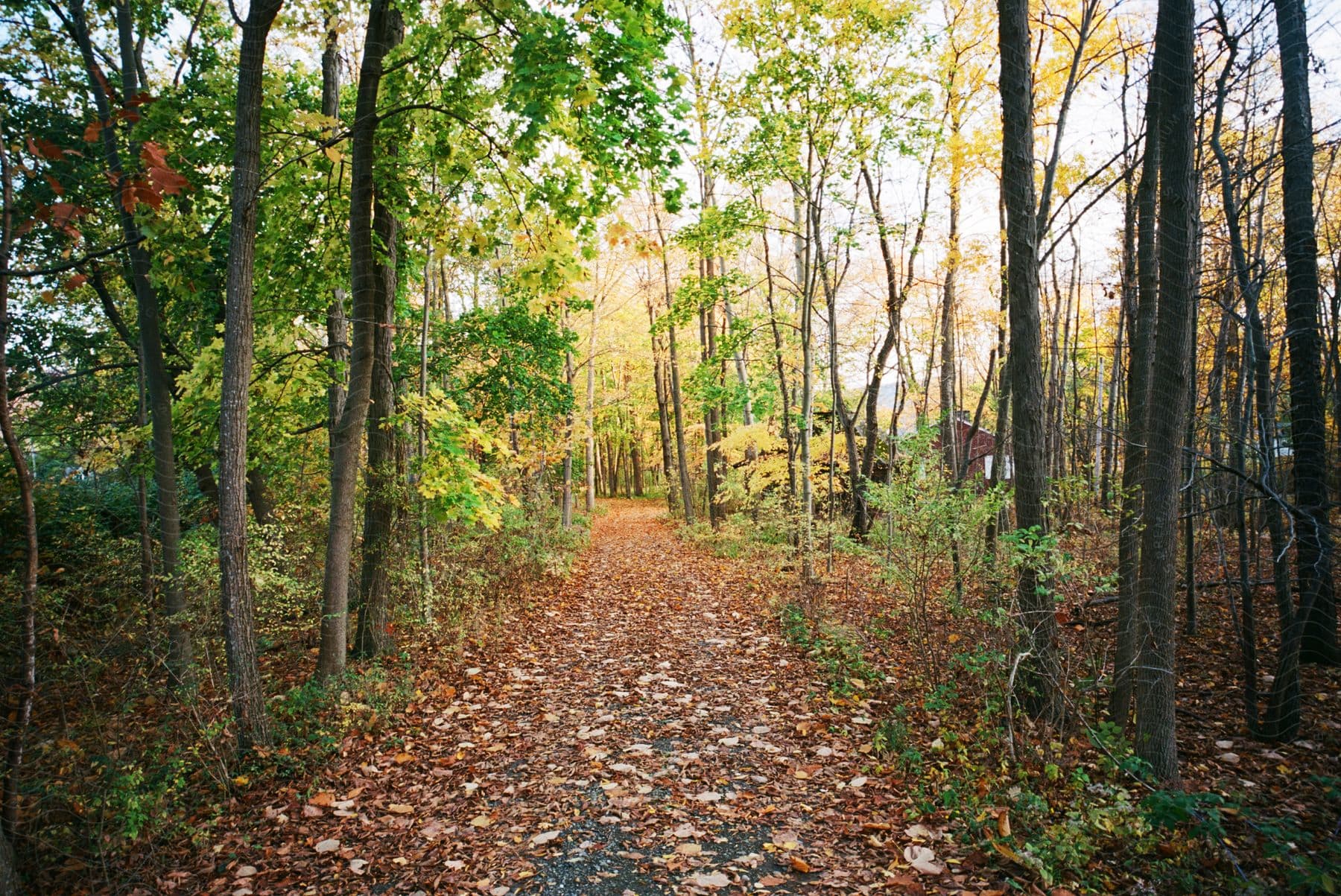 Pathway through a forest with autumn leaves on the ground and colorful trees in varying shades of green and yellow, with a house partially visible through the trees in the background of the forest