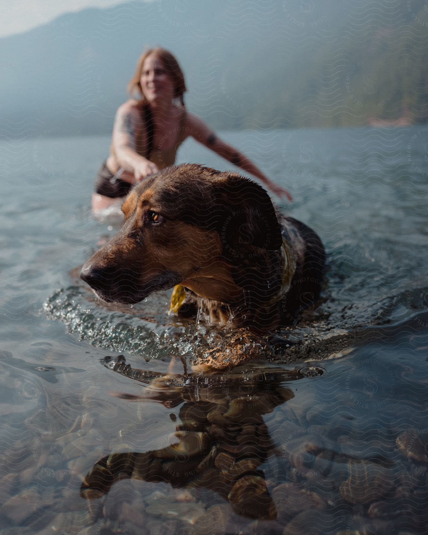 Dog in the middle of the river with his owner