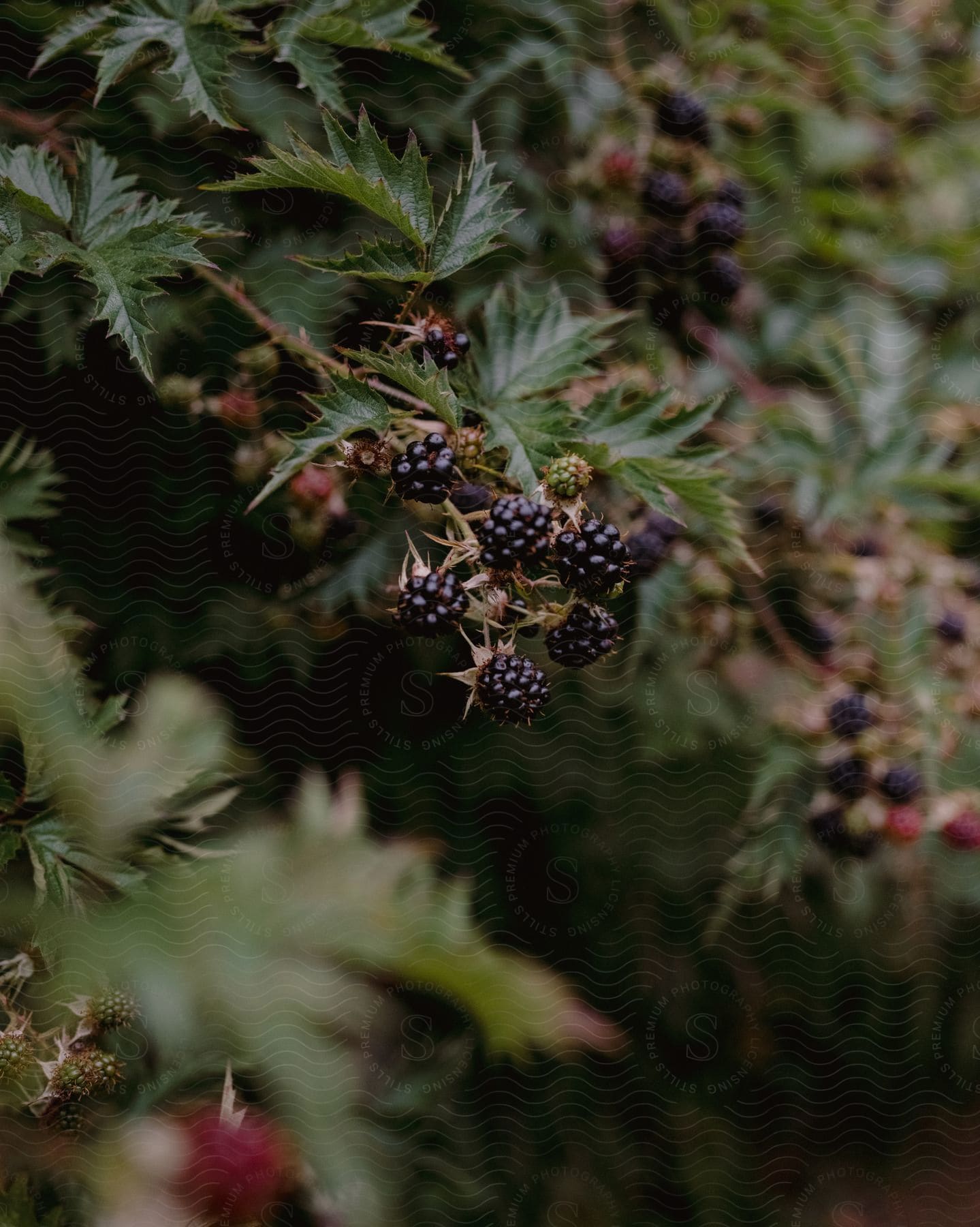 Close-up on ripe blackberries on the tree