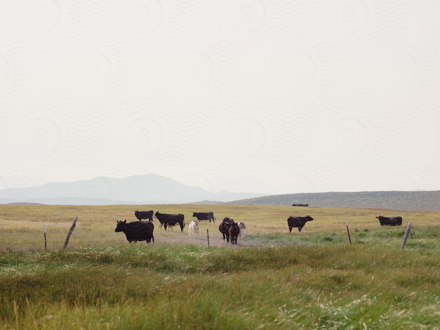 Cattle are grazing in field with mountains in the distance