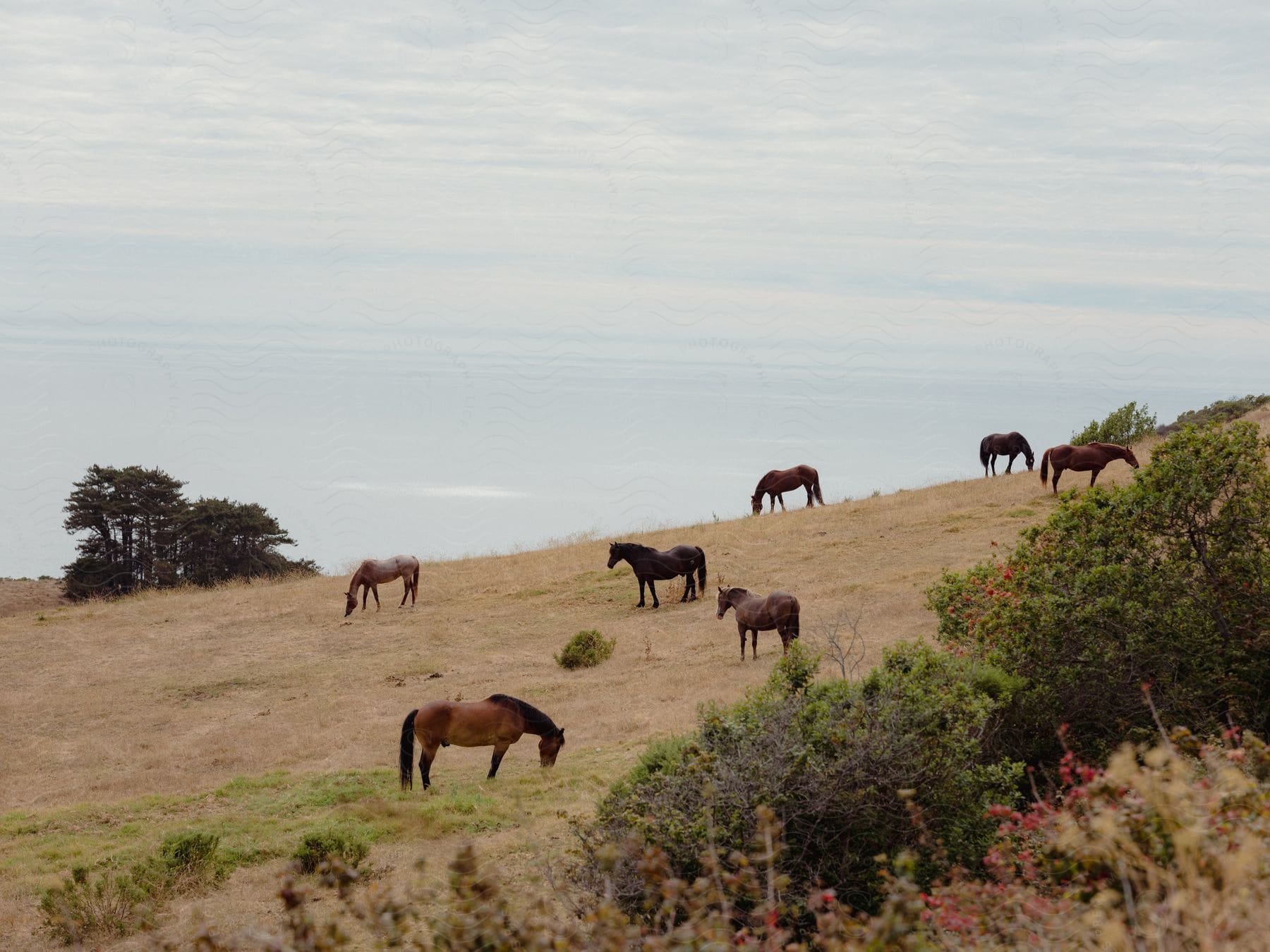 A group of horse are spread out on a grassy hillside as they casually graze or stand around.