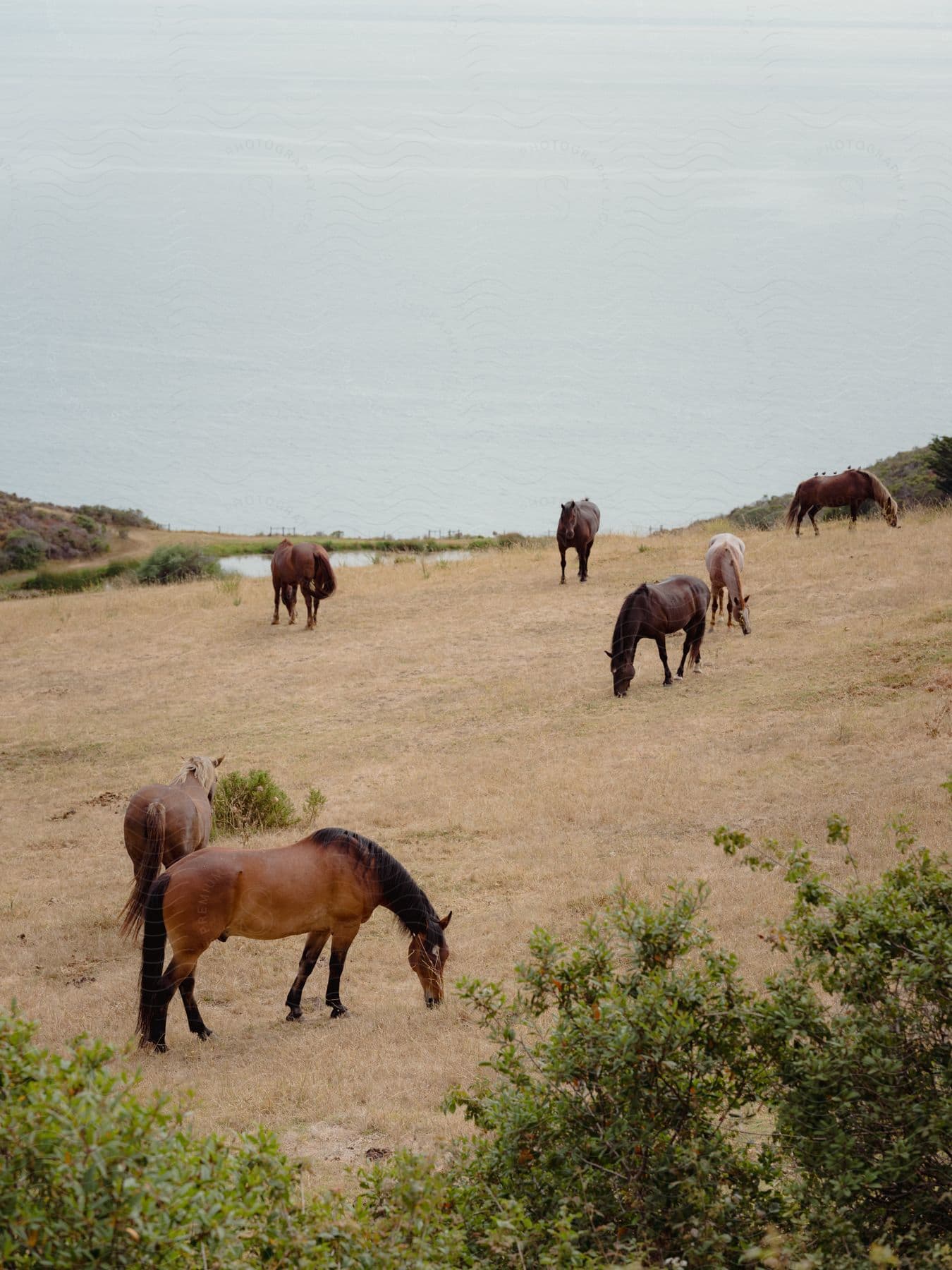 Horses munch on brown grass by the sea, framed by trees in front.