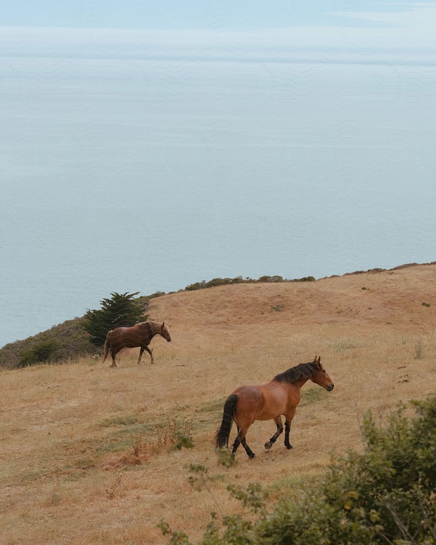 Brown and wild horses on a mountain by the sea