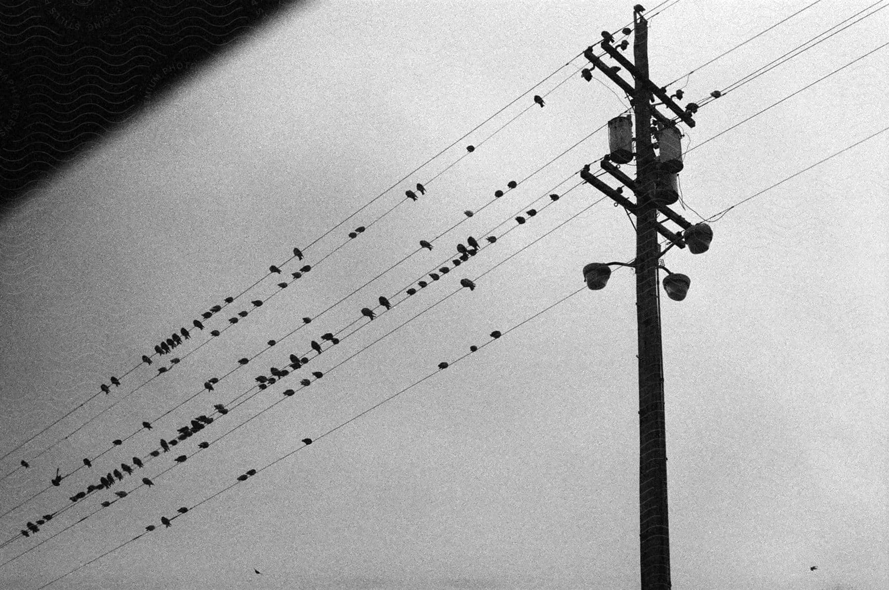 Black and white photo of numerous birds perched on telephone wires with a utility pole on the right side.