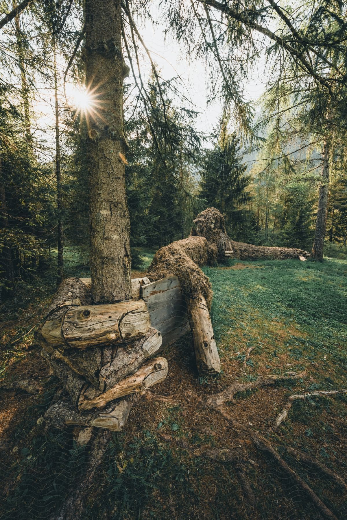 Fallen tree in the shape of a hand wrapped around a tree standing outside of a forest as the sun shines in the distance