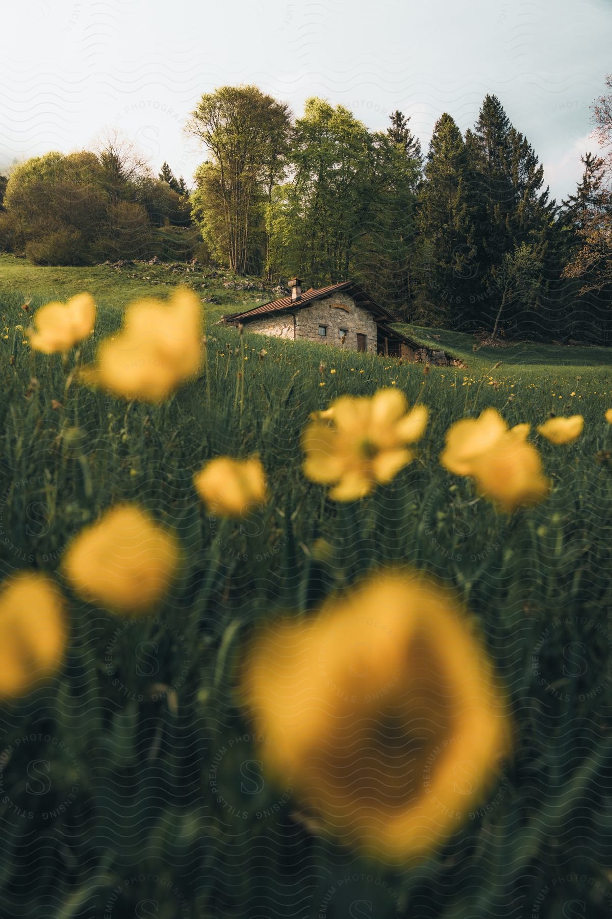 Yellow wildflowers grow in a field in a front of a stone cottage on a sunny day.