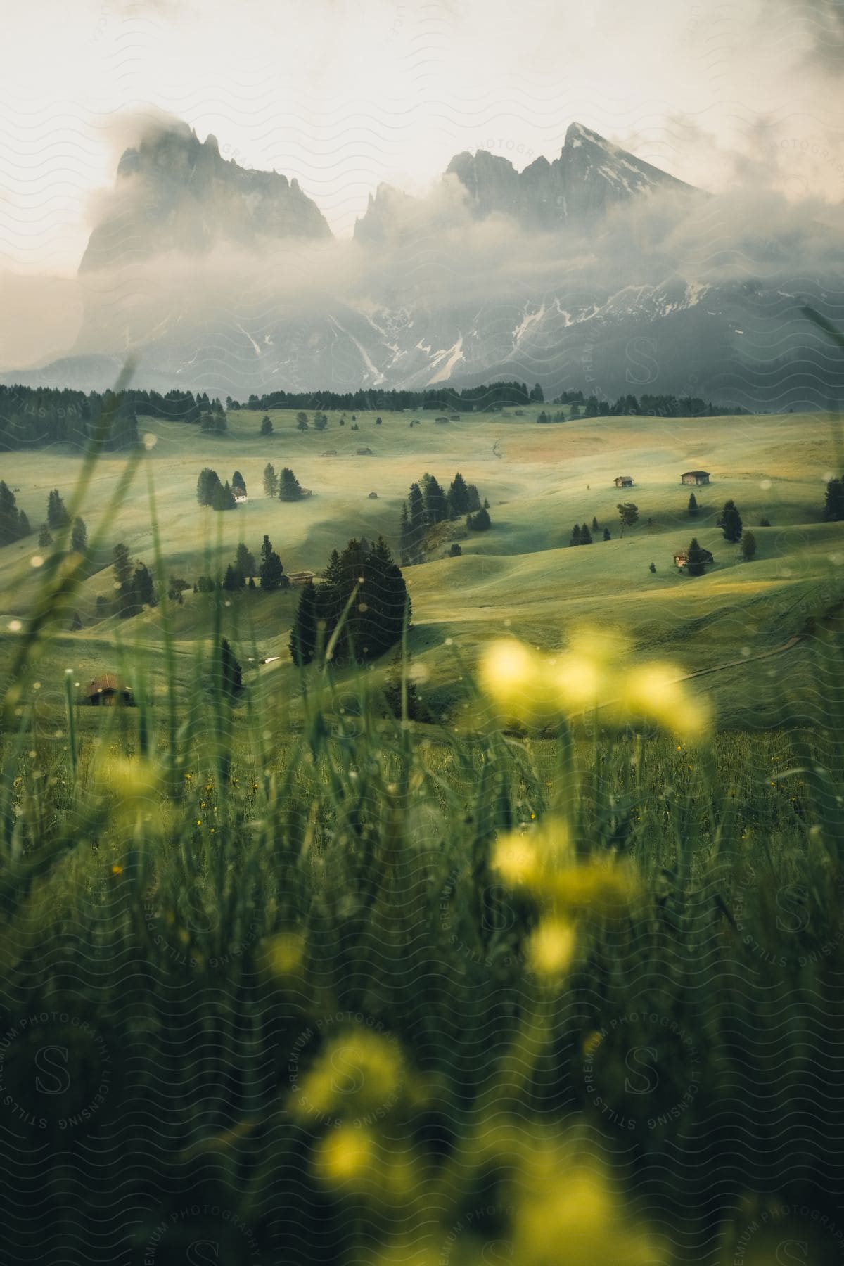 Natural landscape of fields with trees and snowy mountains on the horizon