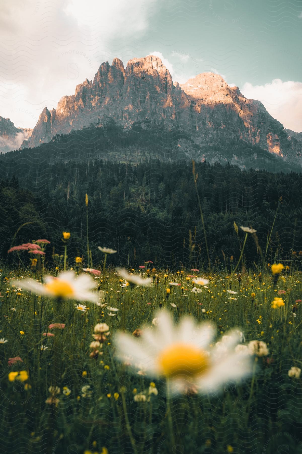 Landscape of a field with common daisy and background rocky mountain ranges with cliffs