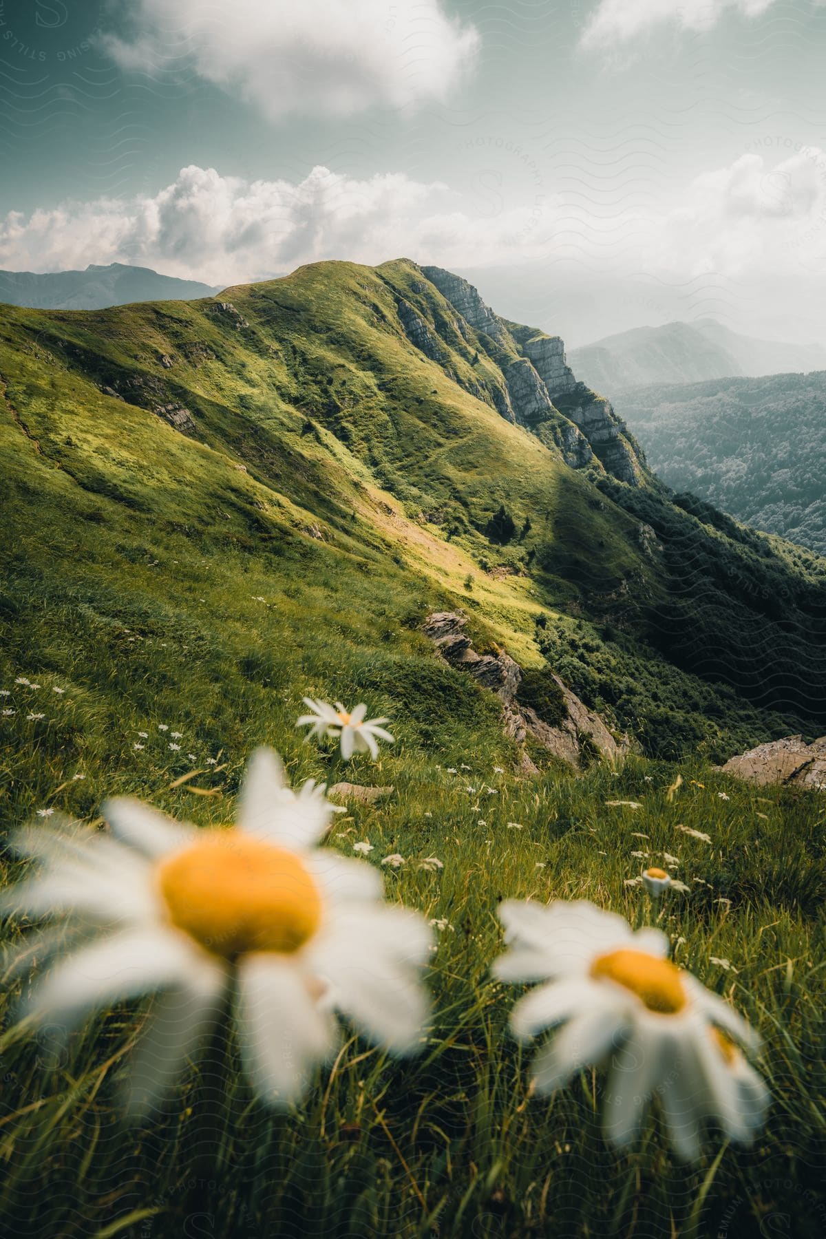 A lush green mountain valley with tiny daisies blooming.