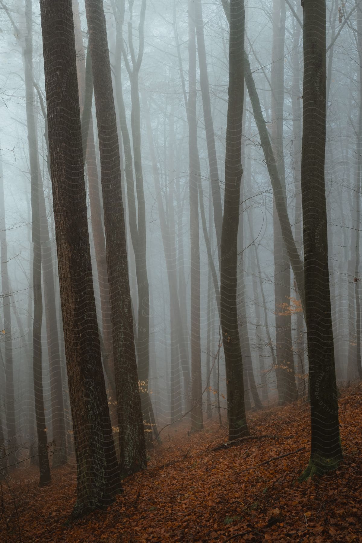 Foggy forest with bare trees and fallen leaves on ground.