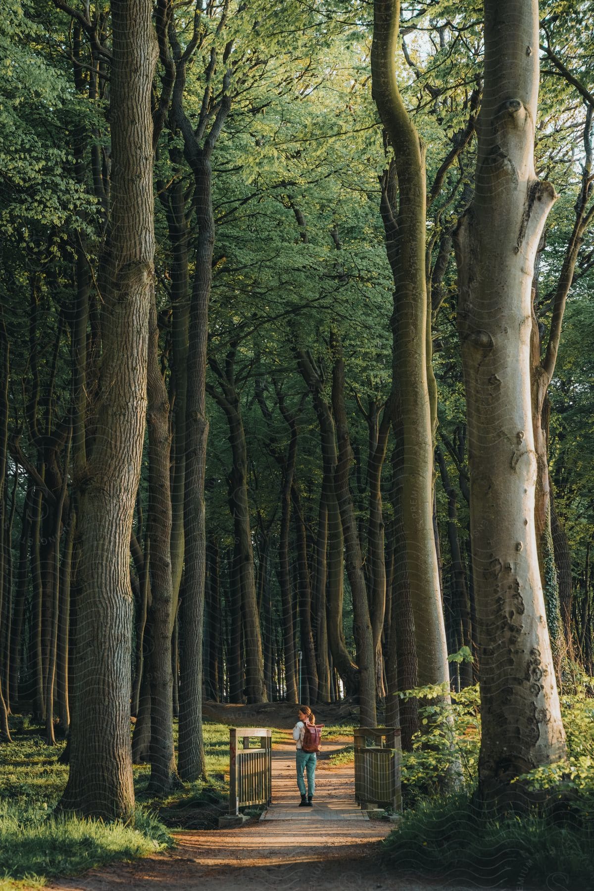 A person with a backpack on a path with a small wooden bridge and many huge trees around