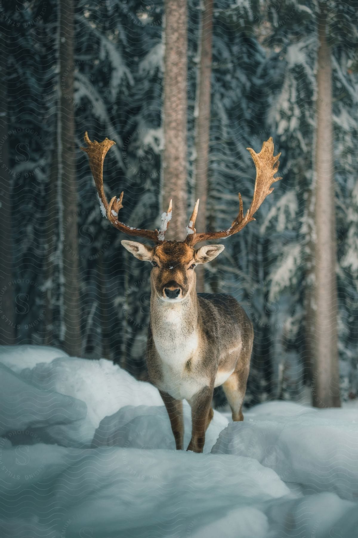 A majestic deer stands alert in a snowy forest, the quiet around it almost palpable.