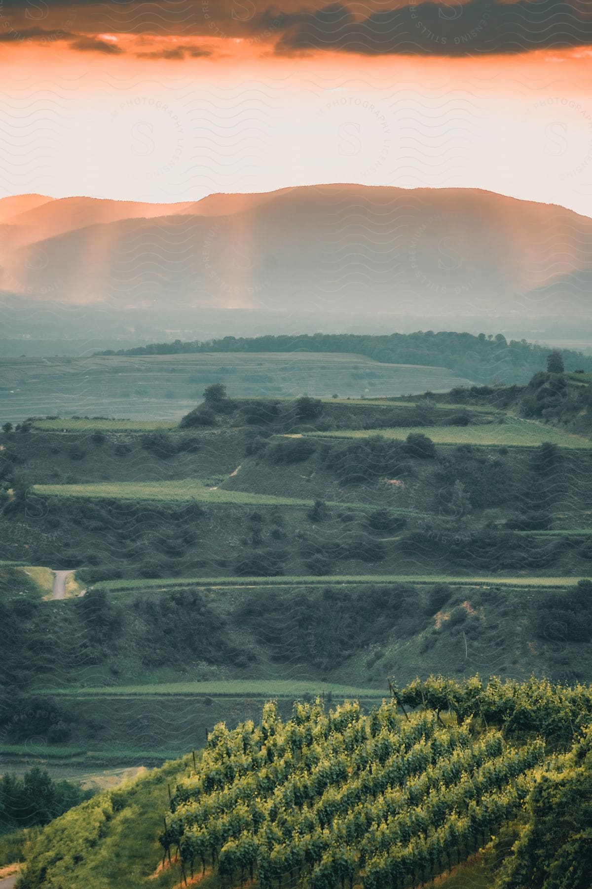 a vineyard bathed in the warm light of a sunset, with a range of majestic mountains silhouetted in the background.