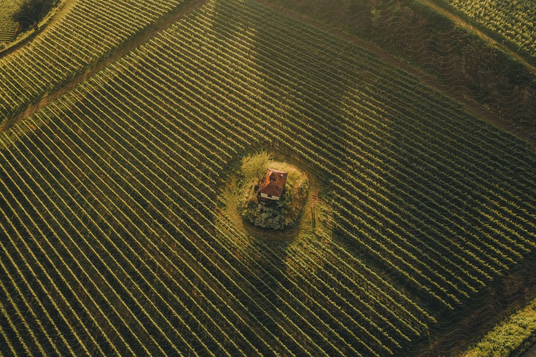 An aerial view of a farmhouse surrounded by a field of crops bathed in sunlight.