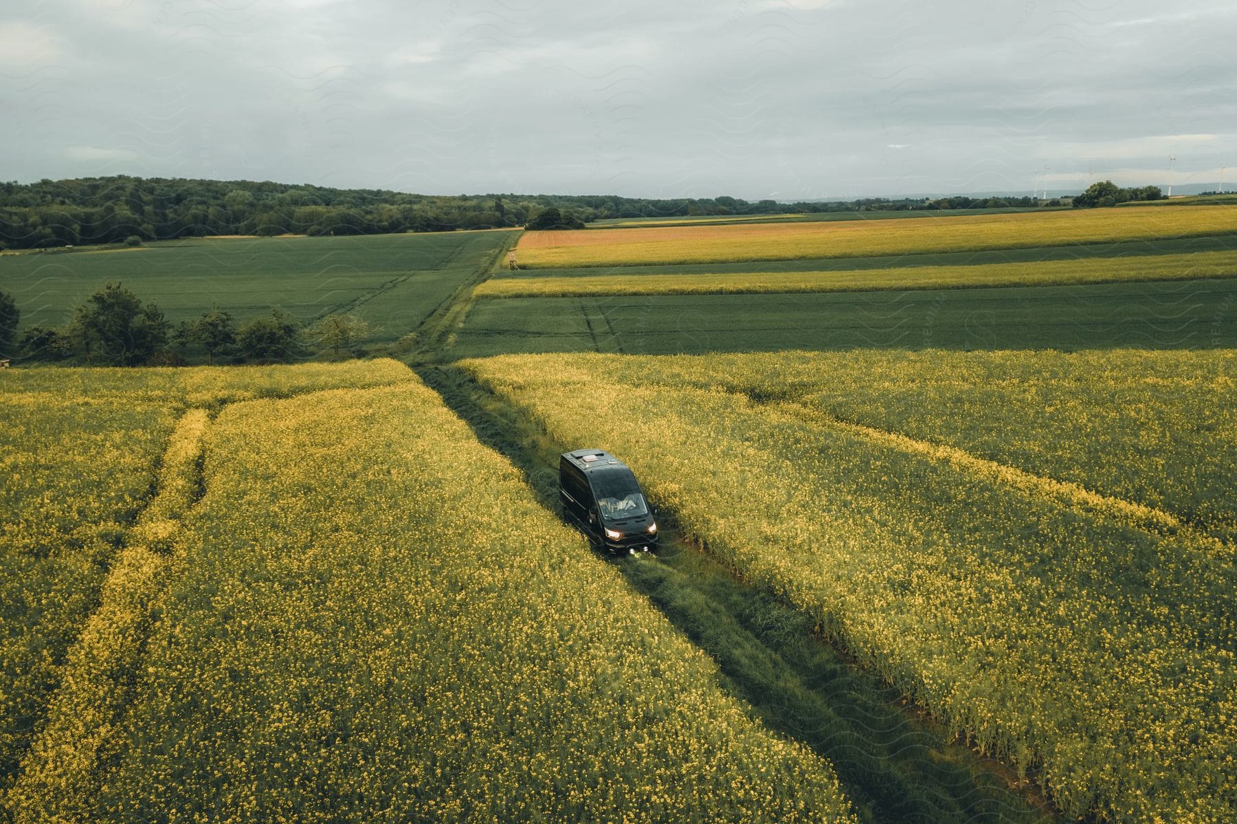 Black van travels across a field of yellow flowers.