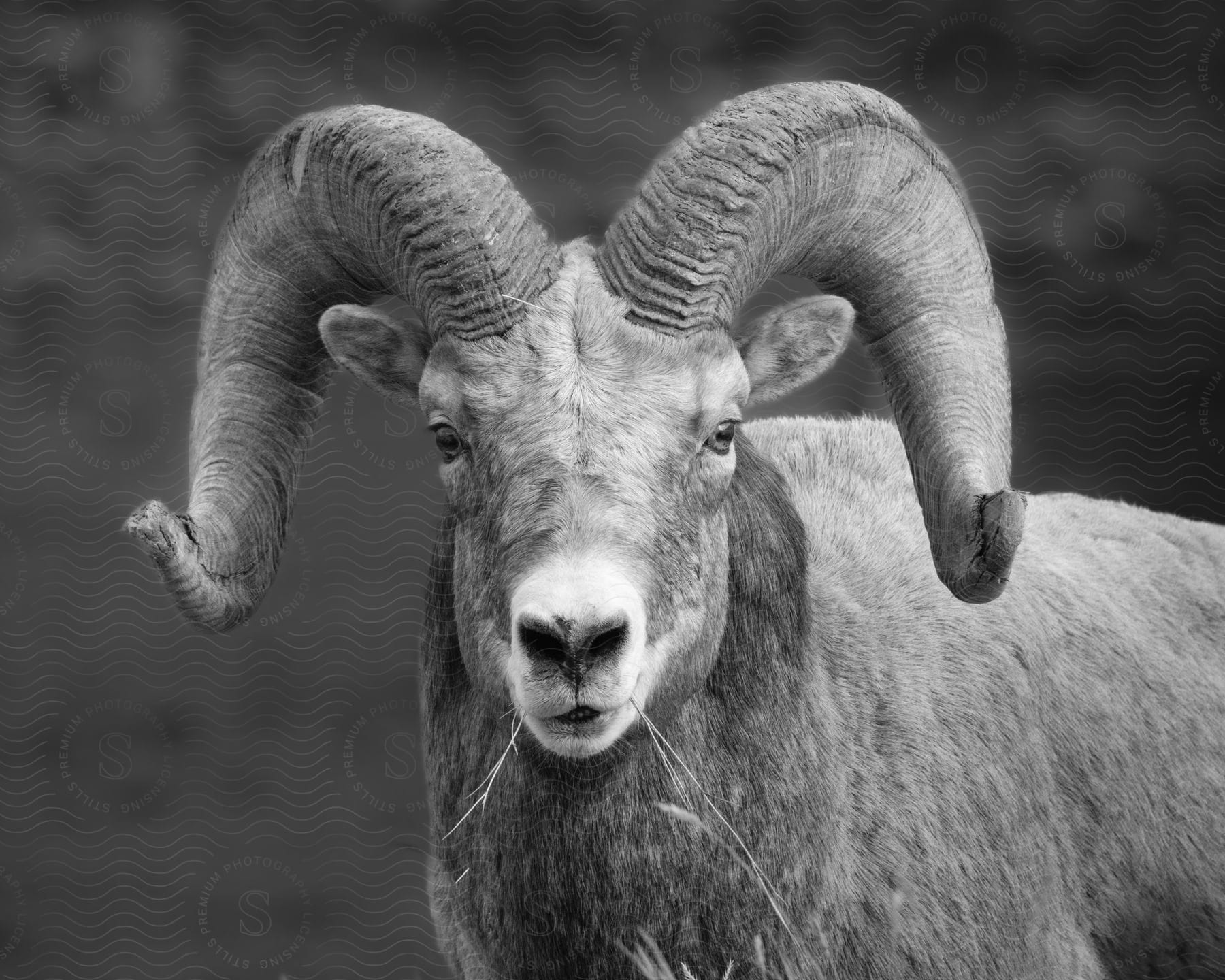 A bighorn sheep with blades of grass hanging out of its mouth