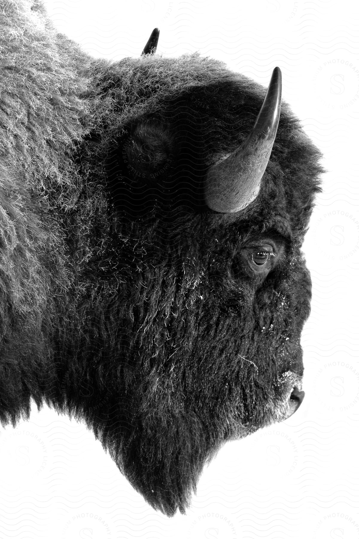 Side view of the head of a bison