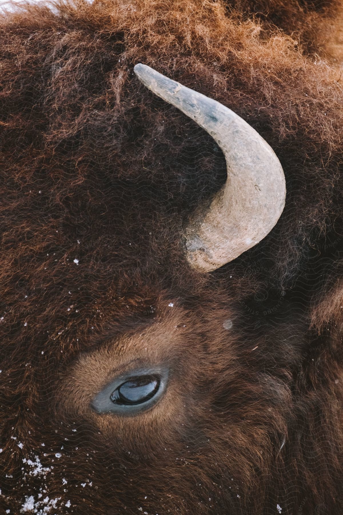 The eye and horn of a bison with snow on its fur.
