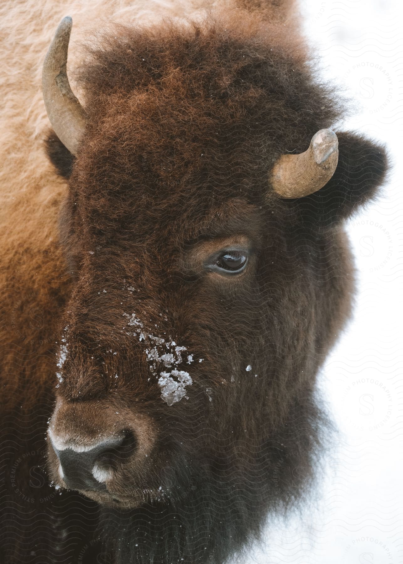 A bison outdoors in a snowy area